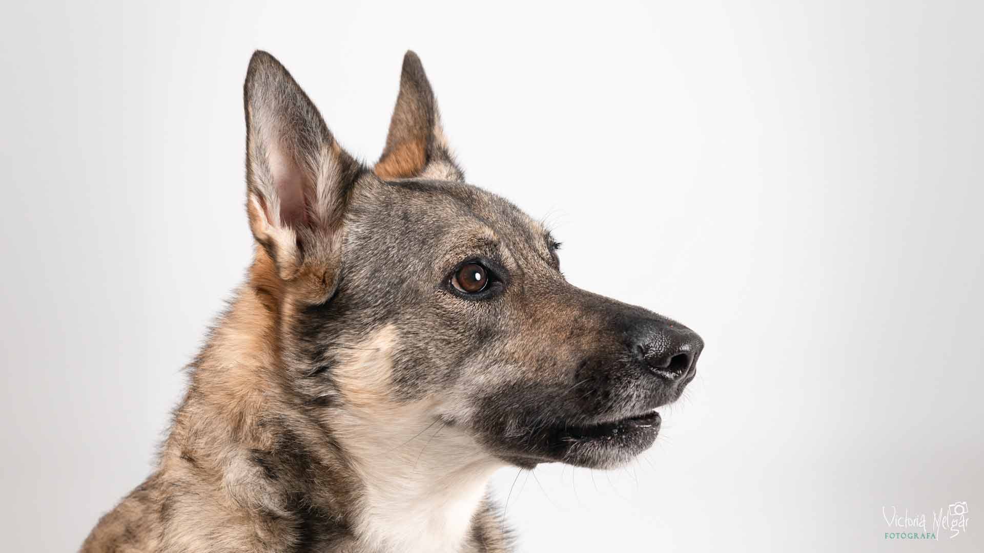 Mascotas_victoriamelgar_3