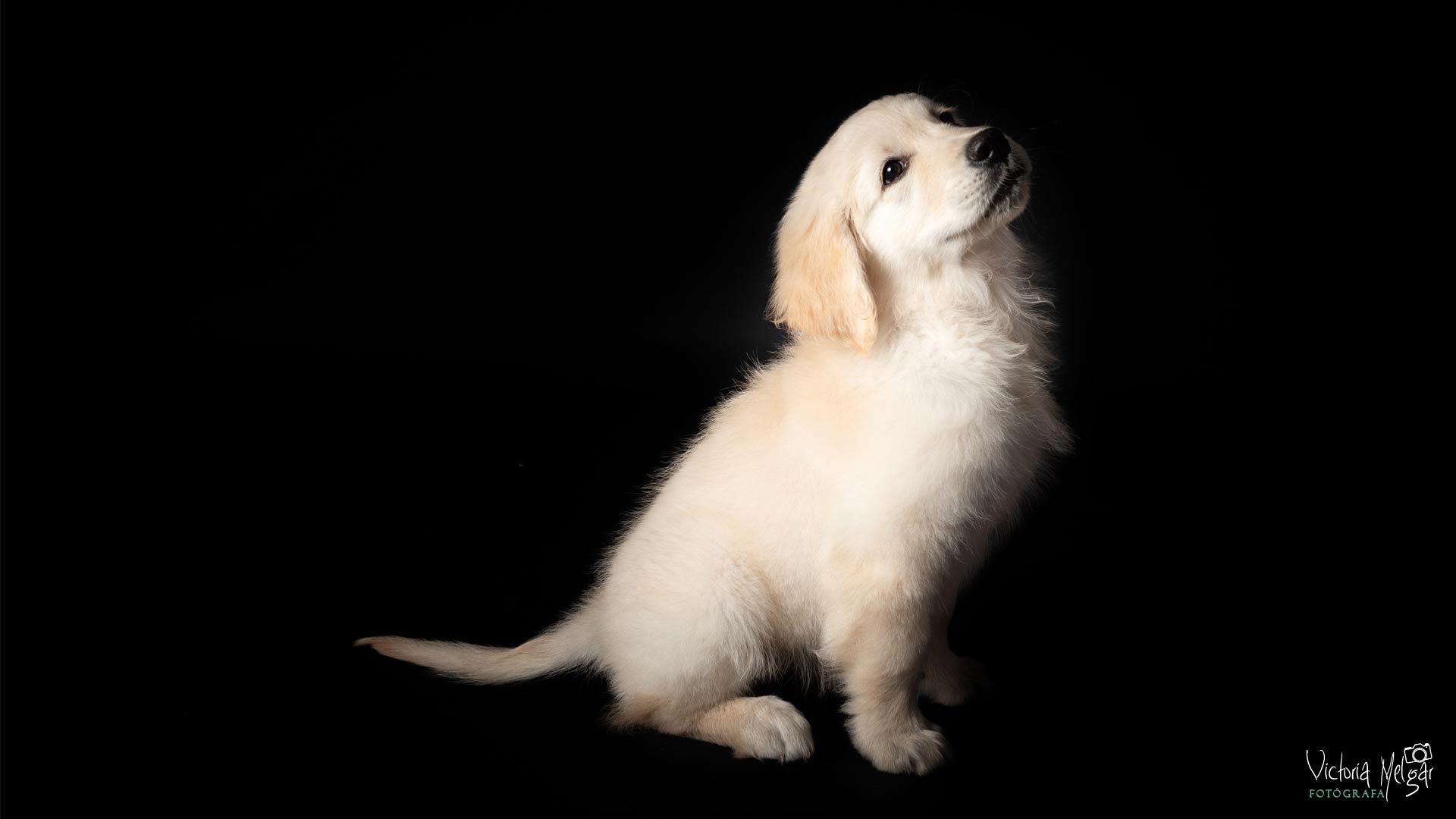 Mascotas_victoriamelgar_6