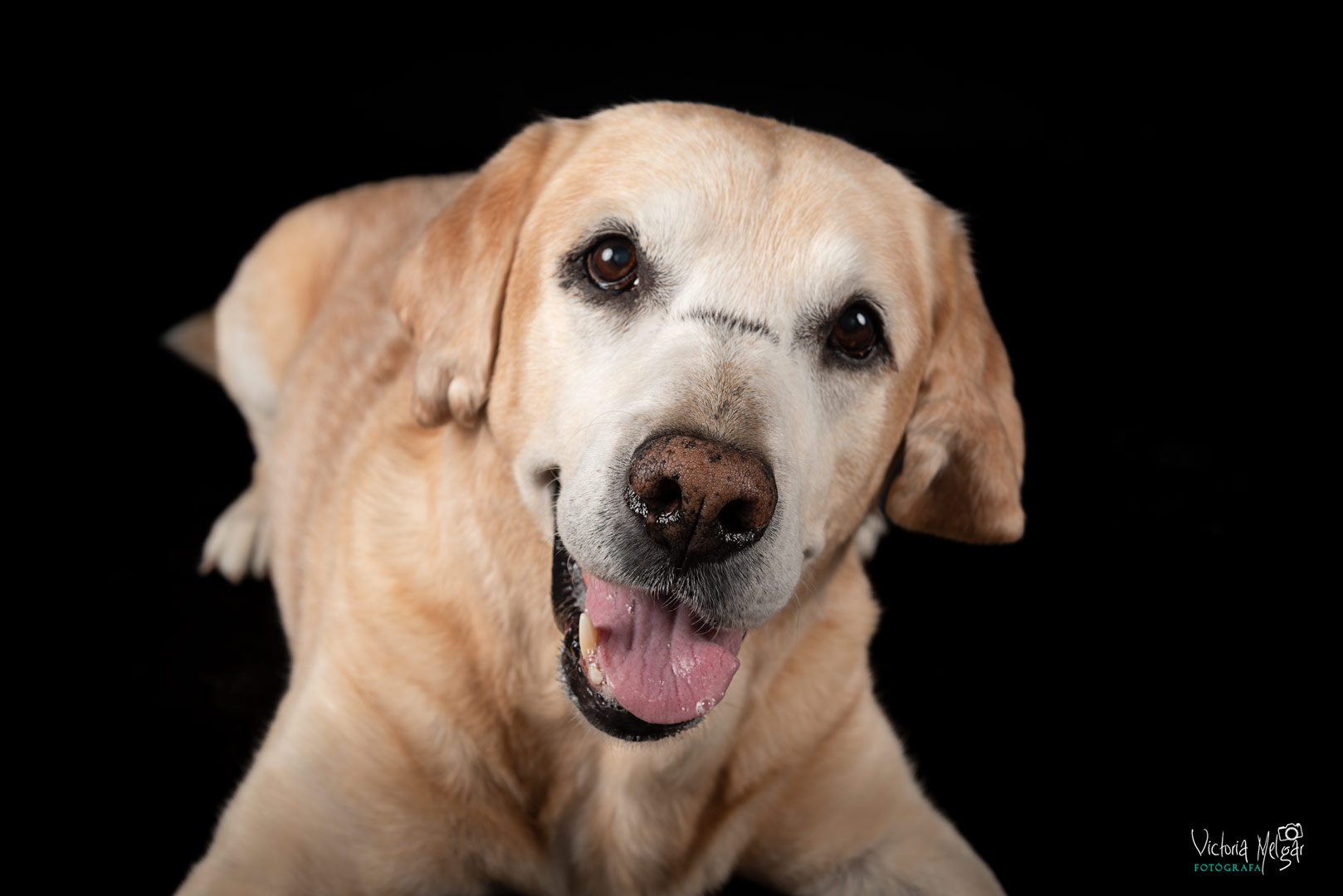 Baco reportaje de mascota victoria melgar reportajes de mascotas en Valladolid