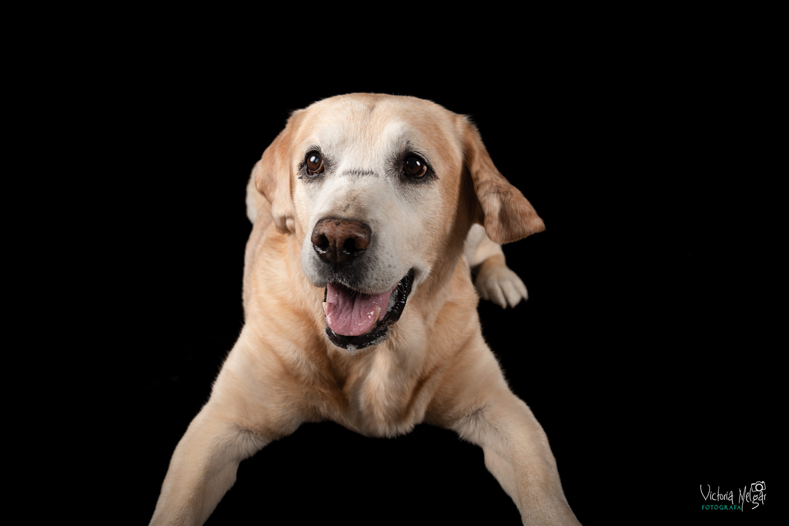 Baco reportaje de mascota victoria melgar reportajes de mascotas en Valladolid