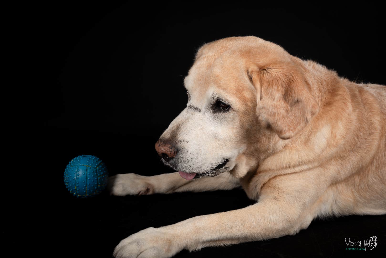 Baco reportaje de mascota victoria melgar reportajes de mascotas en Valladolid