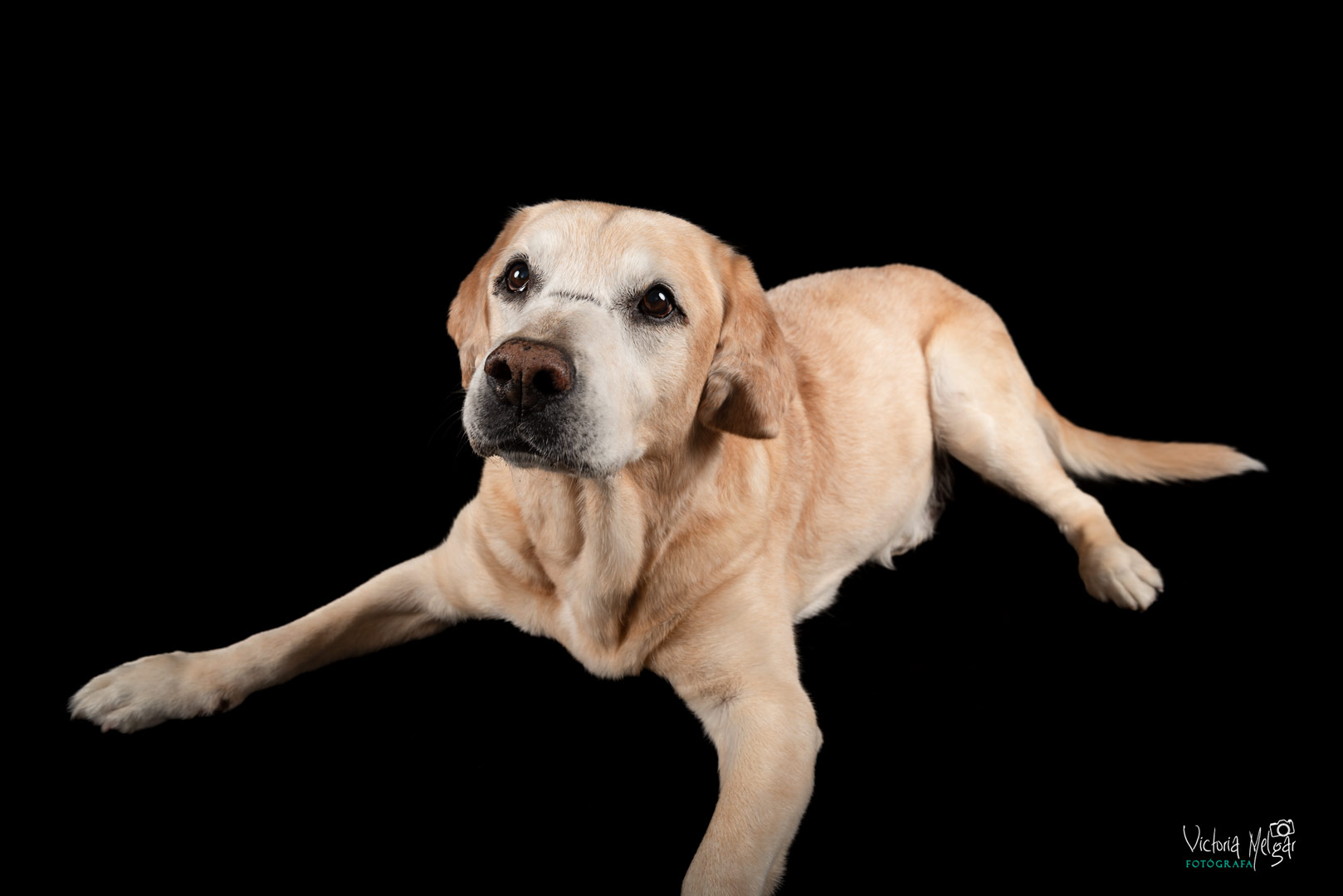 Baco reportaje de mascota victoria melgar reportajes de mascotas en Valladolid