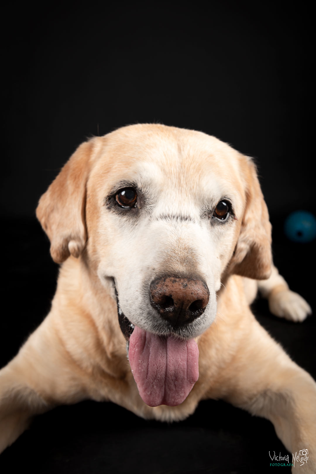 Baco reportaje de mascota victoria melgar reportajes de mascotas en Valladolid