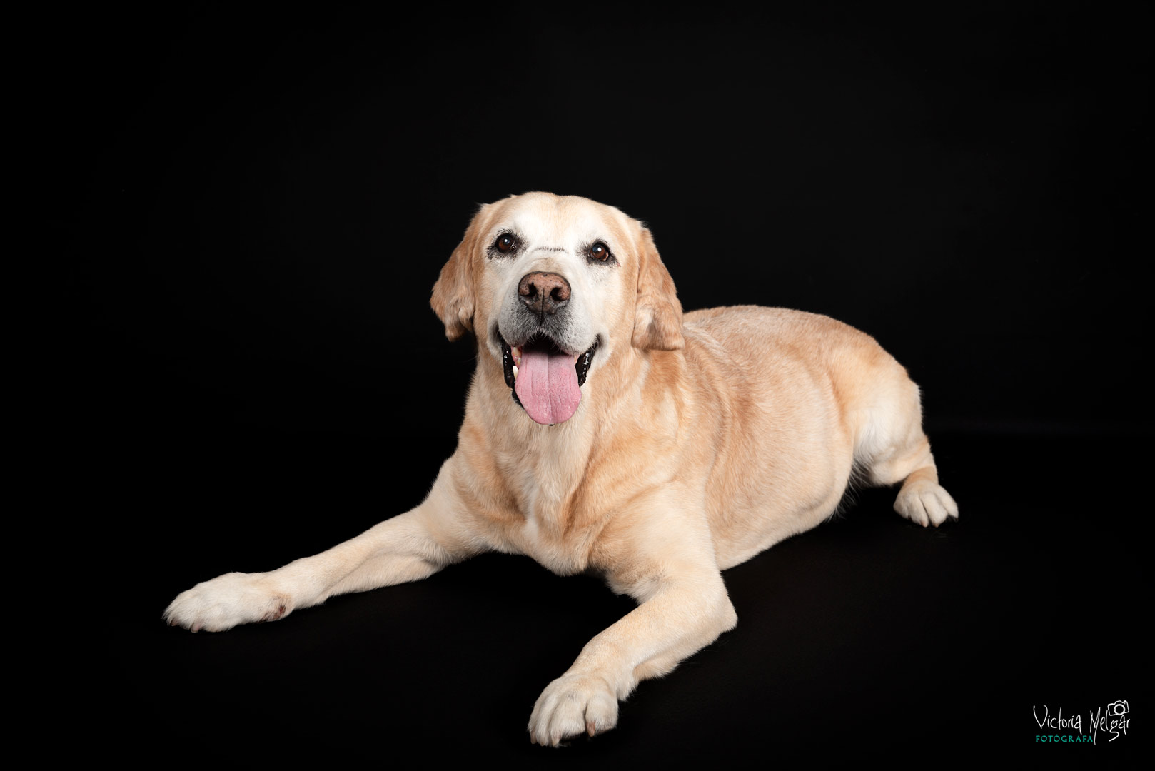 Baco reportaje de mascota victoria melgar reportajes de mascotas en Valladolid