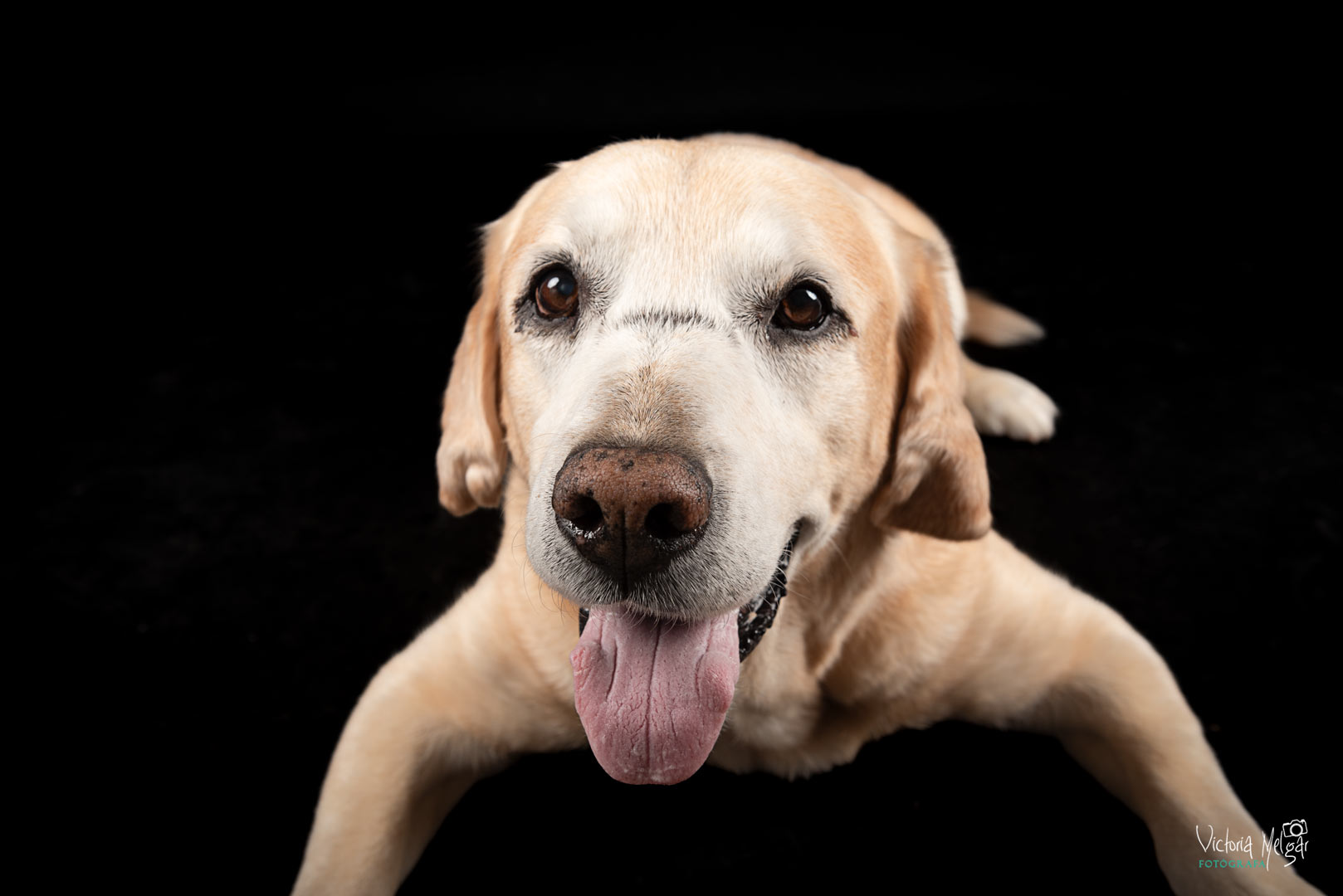Baco reportaje de mascota victoria melgar reportajes de mascotas en Valladolid
