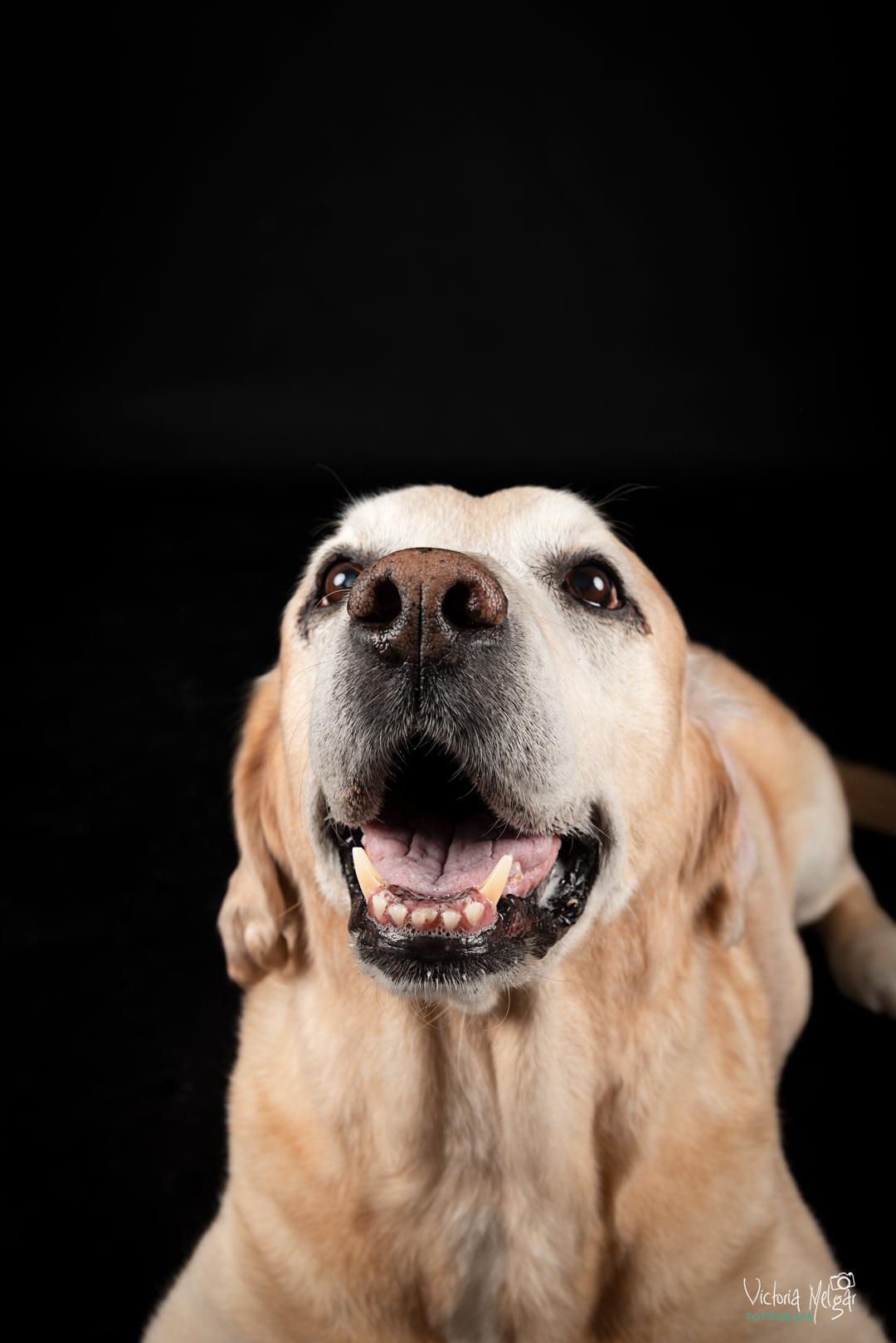 Baco reportaje de mascota victoria melgar reportajes de mascotas en Valladolid