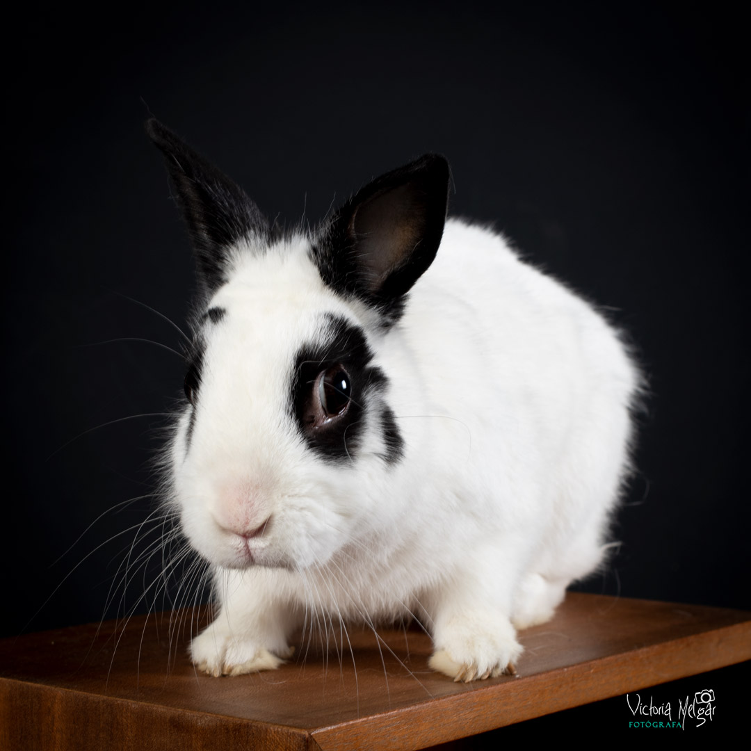 Copito y Caramelo reportaje de mascota victoria melgar reportajes de mascotas en Valladolid
