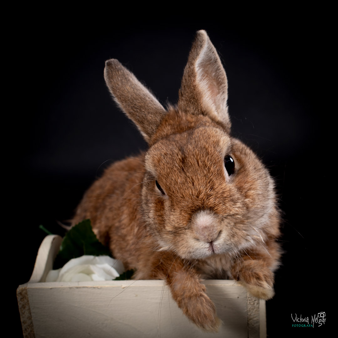 Copito y Caramelo reportaje de mascota victoria melgar reportajes de mascotas en Valladolid