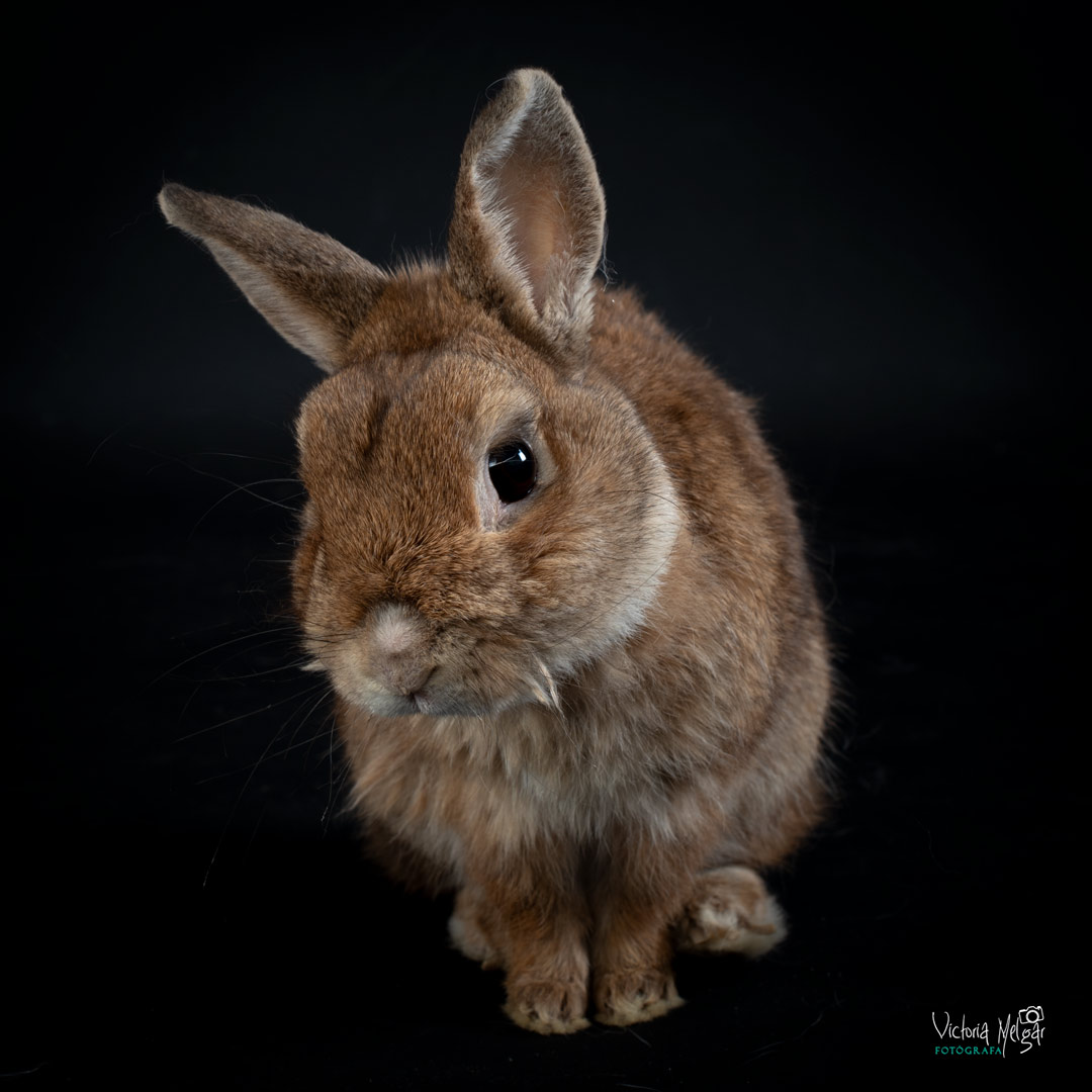 Copito y Caramelo reportaje de mascota victoria melgar reportajes de mascotas en Valladolid