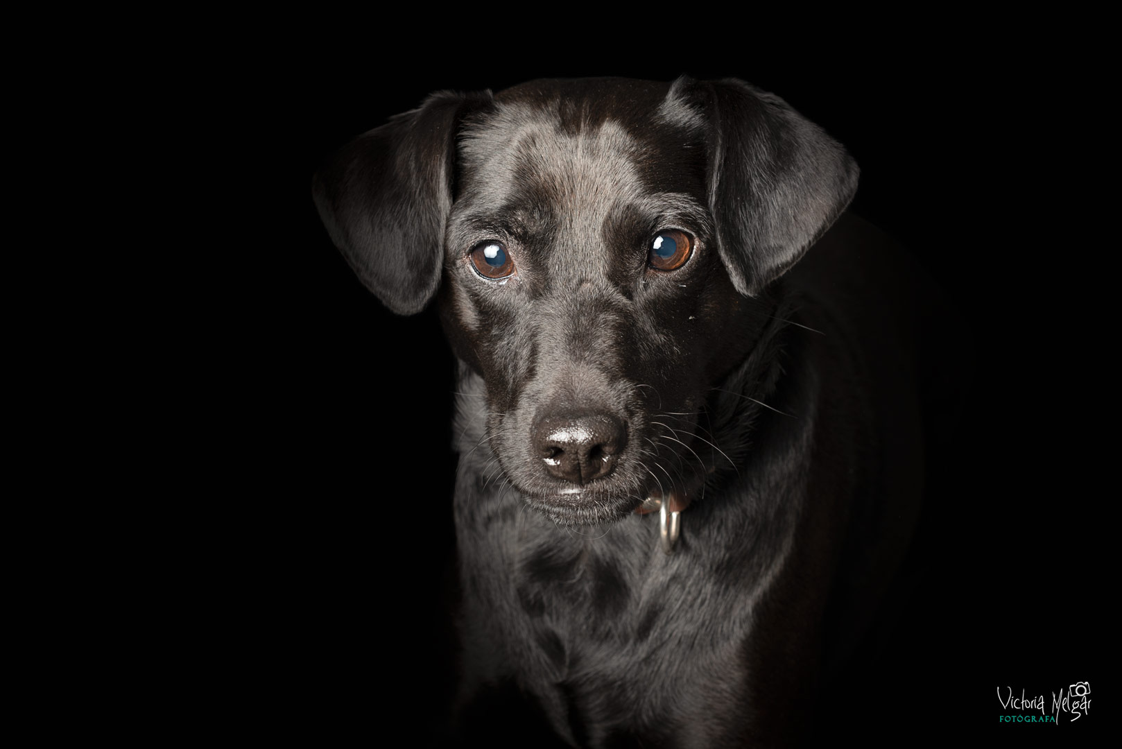 Cosso reportaje de mascota victoria melgar reportajes de mascotas en Valladolid