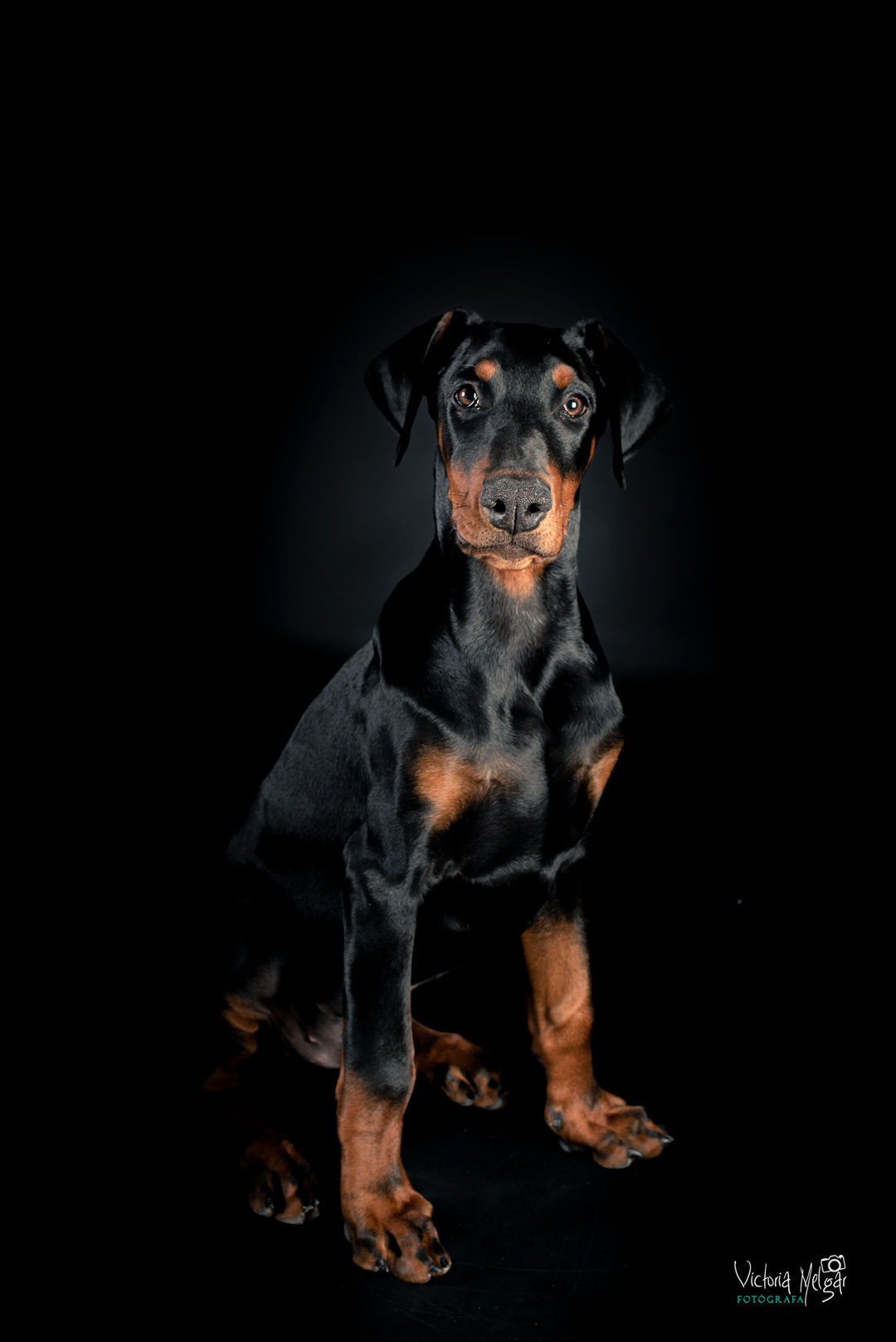 Curro reportaje de mascota victoria melgar reportajes de mascotas en Valladolid