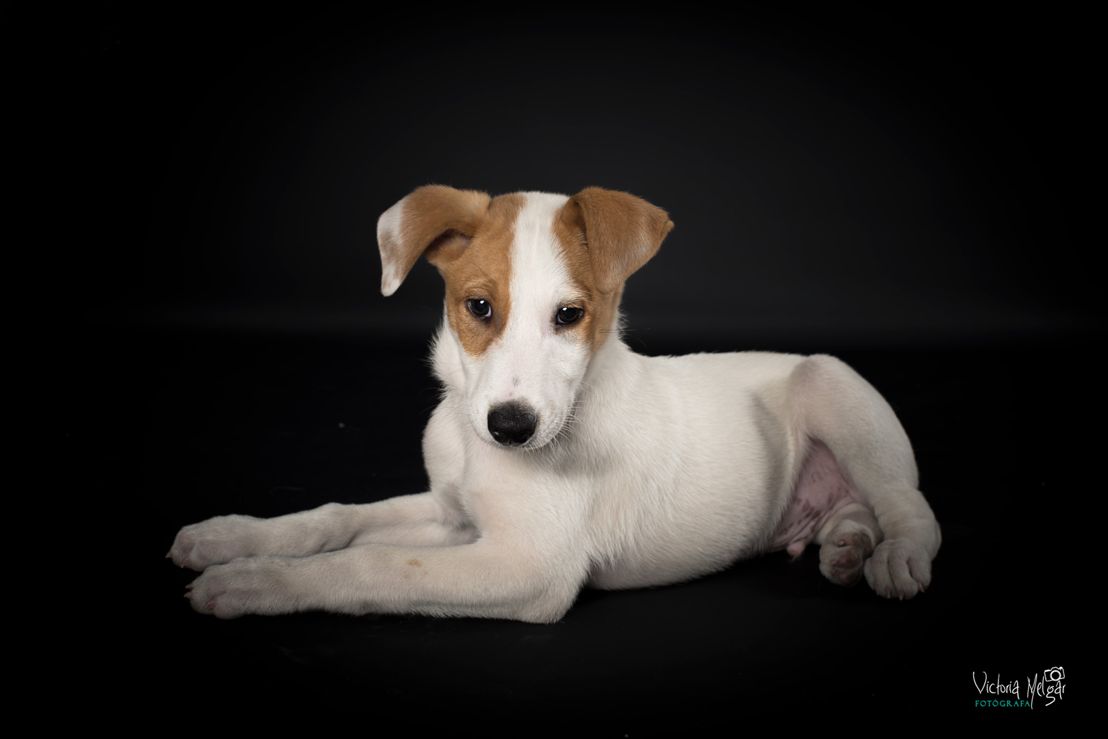 Jack reportaje de mascota victoria melgar reportajes de mascotas en Valladolid