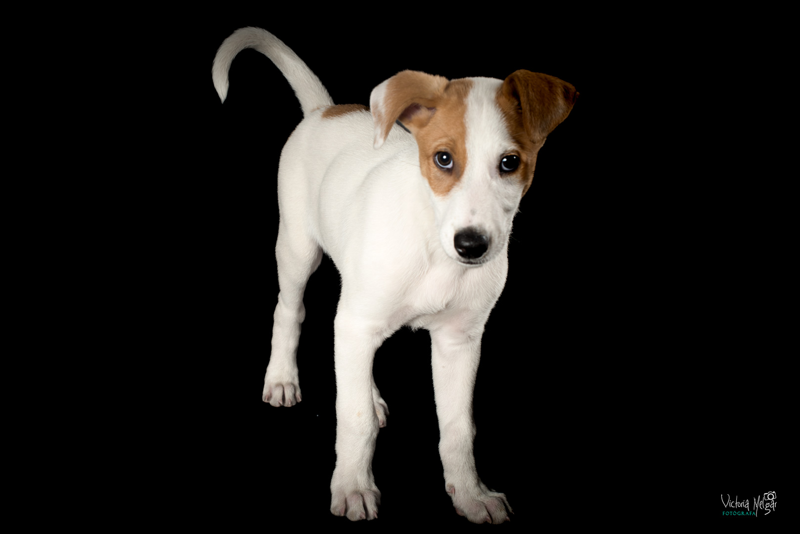 Jack reportaje de mascota victoria melgar reportajes de mascotas en Valladolid