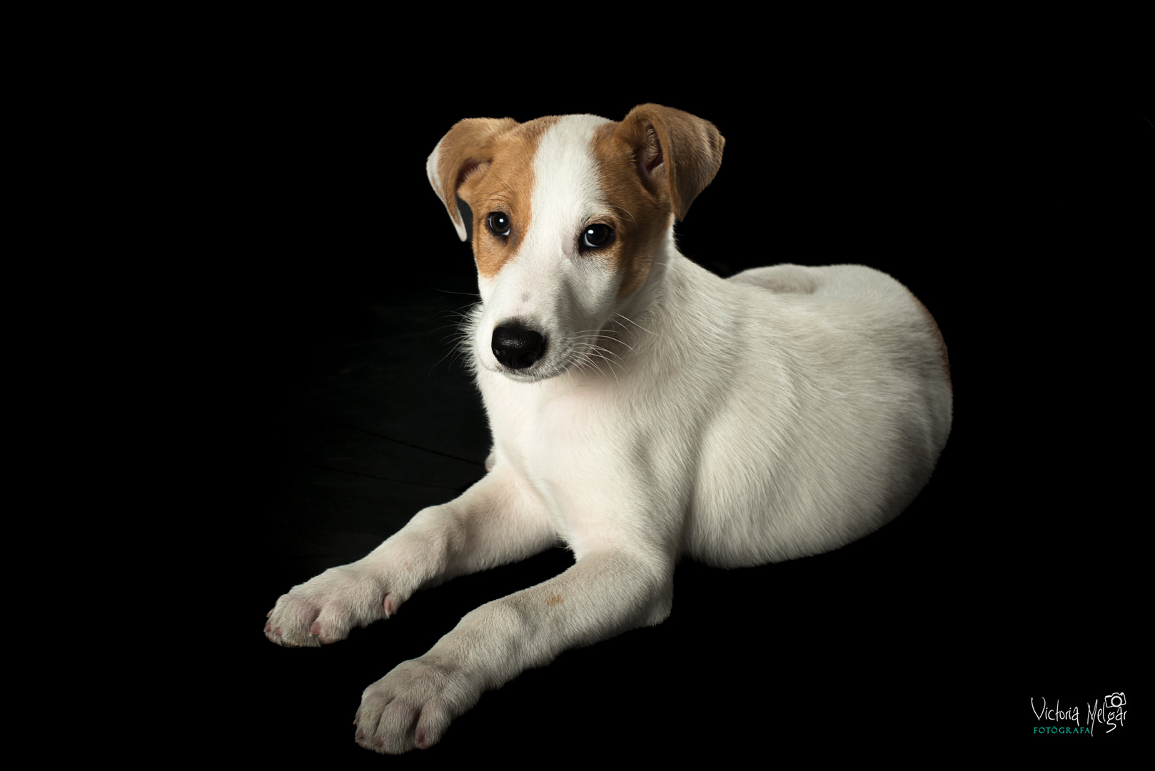 Jack reportaje de mascota victoria melgar reportajes de mascotas en Valladolid
