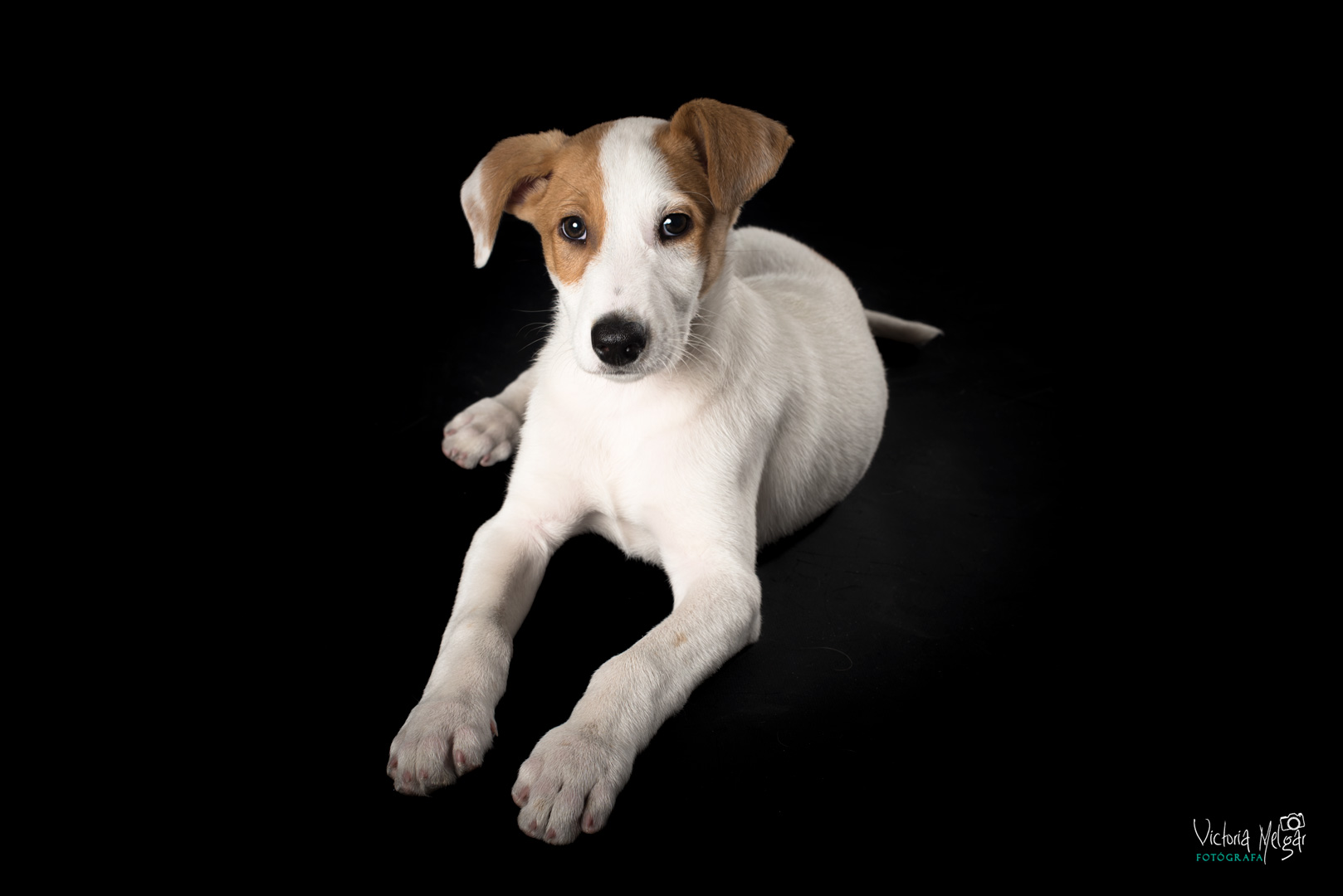Jack reportaje de mascota victoria melgar reportajes de mascotas en Valladolid