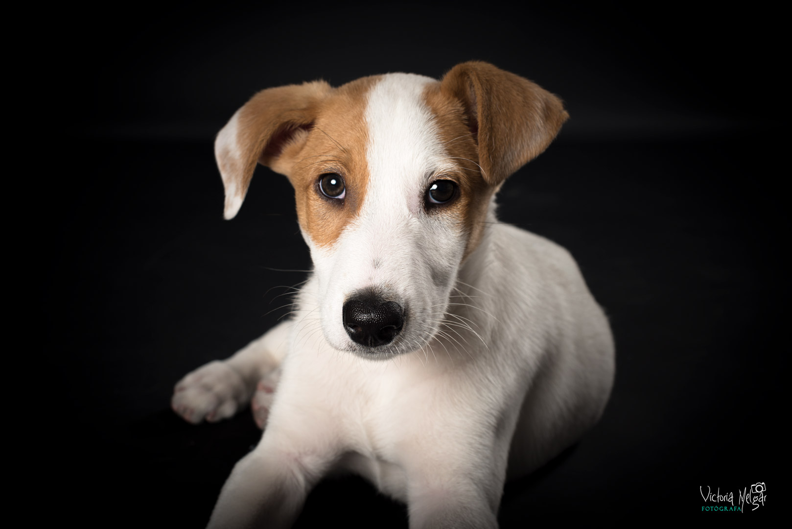 Jack reportaje de mascota victoria melgar reportajes de mascotas en Valladolid