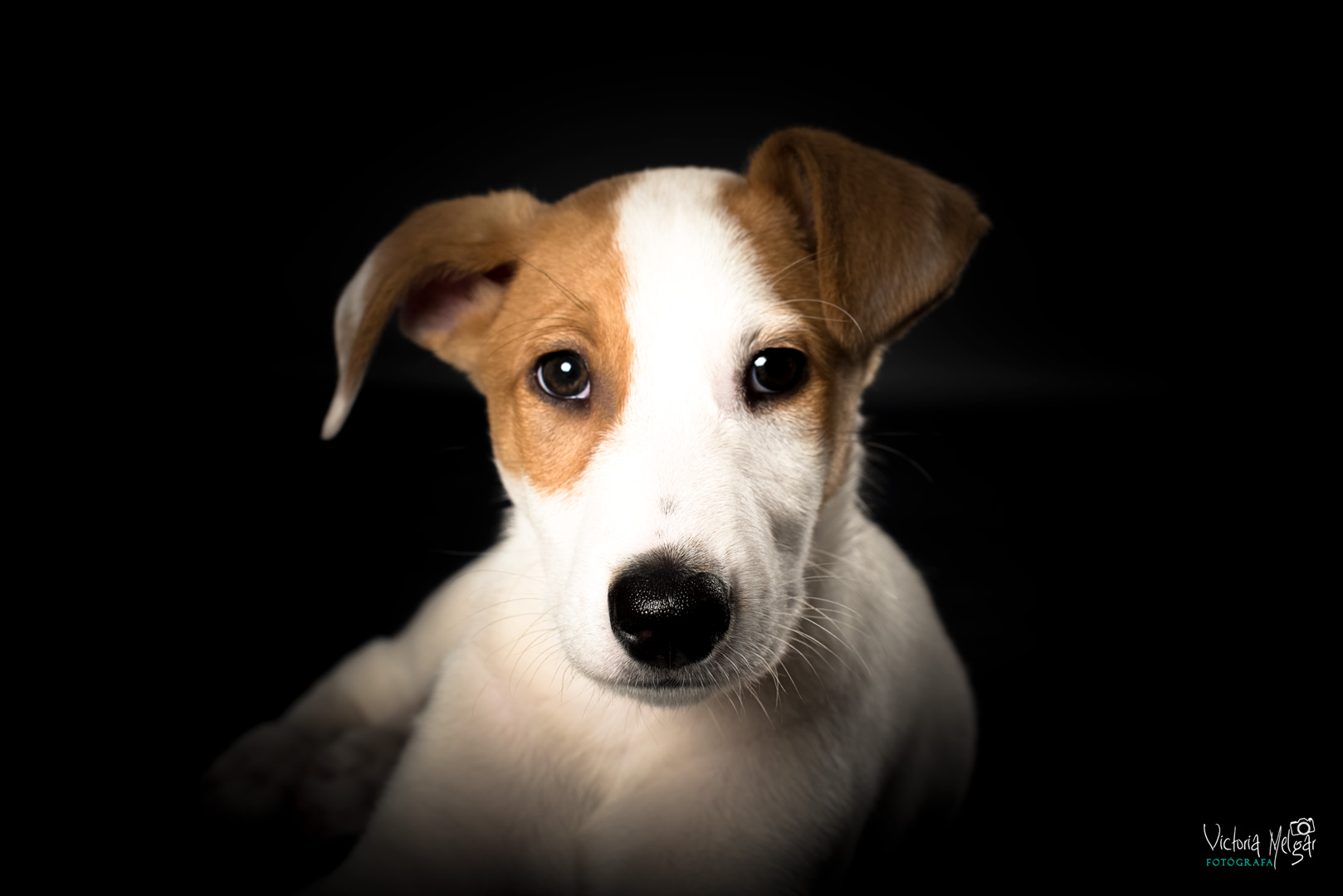 Jack reportaje de mascota victoria melgar reportajes de mascotas en Valladolid