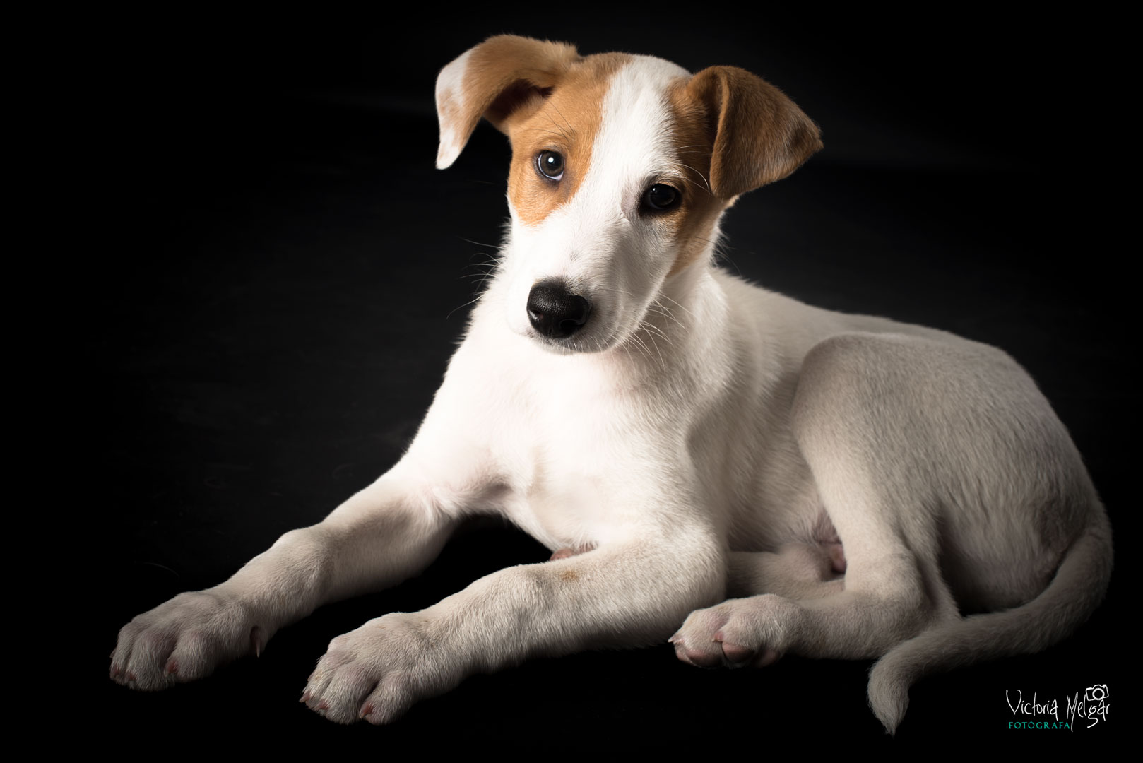Jack reportaje de mascota victoria melgar reportajes de mascotas en Valladolid