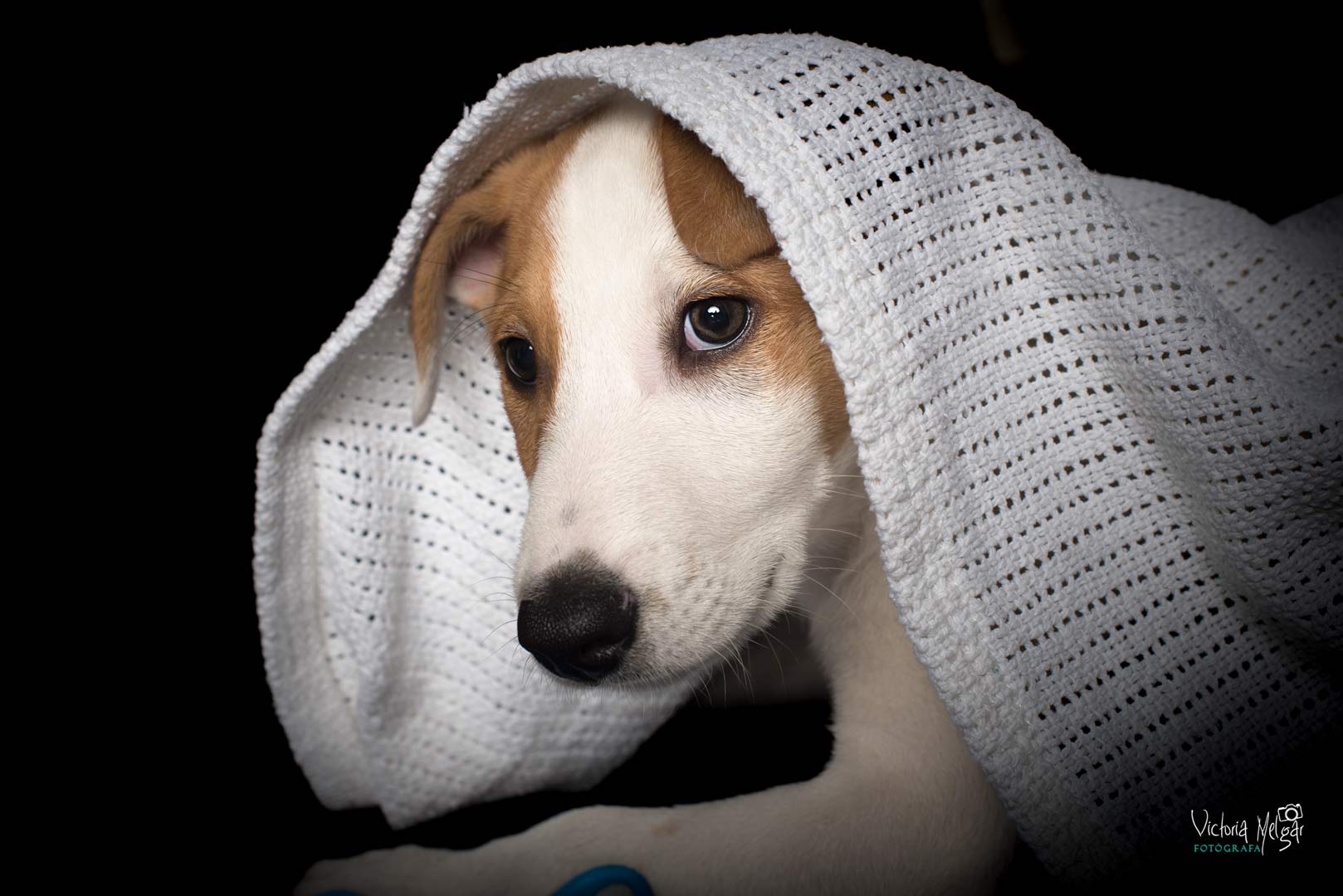 Jack reportaje de mascota victoria melgar reportajes de mascotas en Valladolid