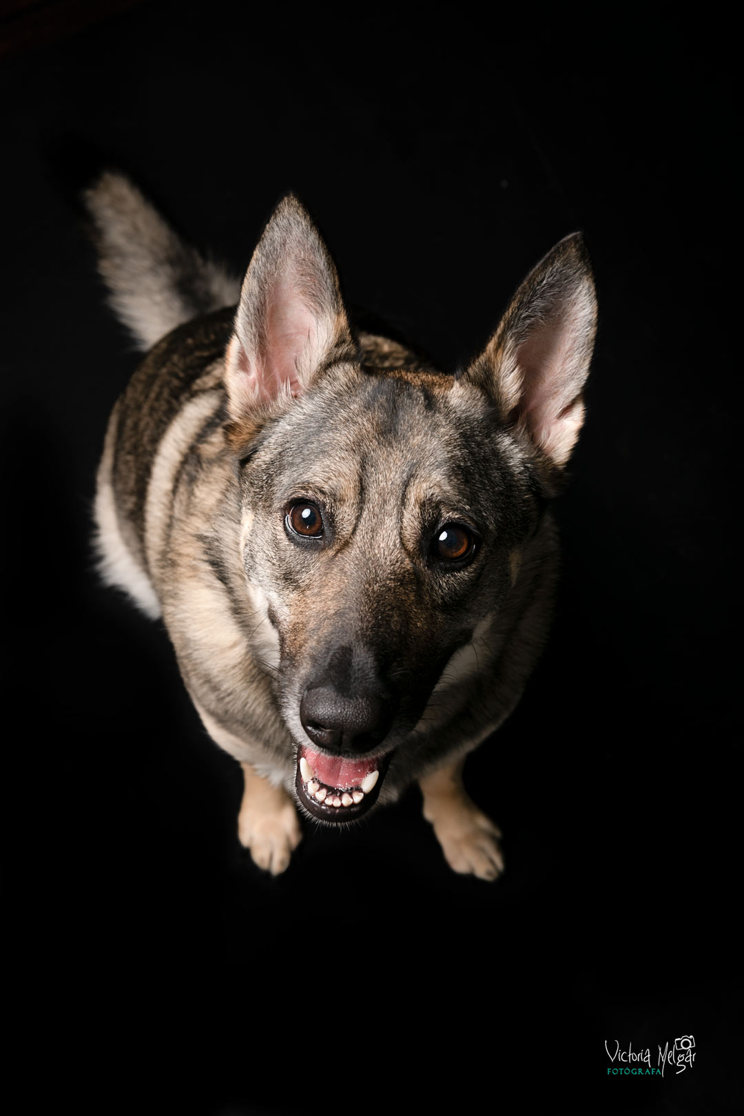Kira reportaje de mascota victoria melgar reportajes de mascotas en Valladolid