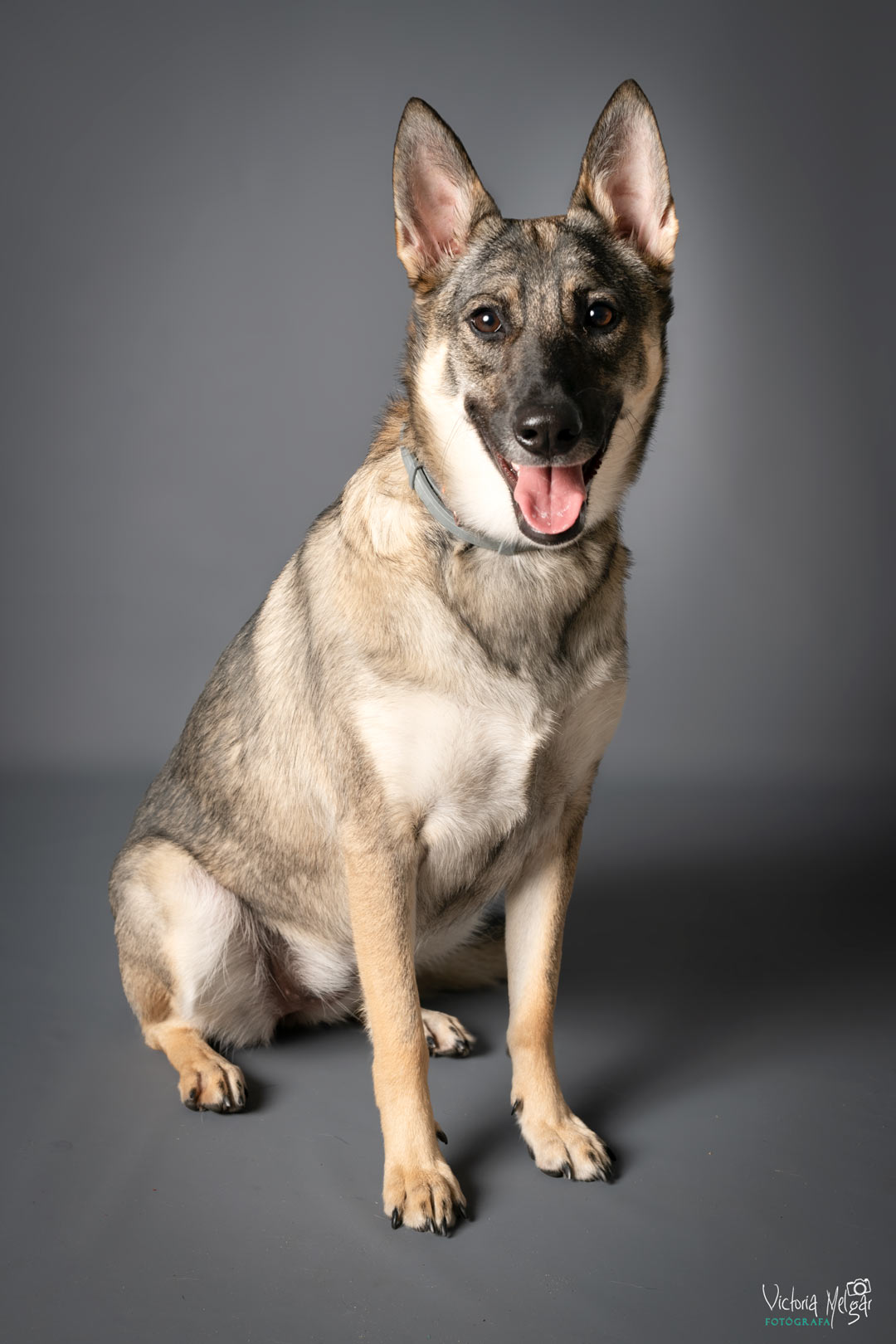 Kira reportaje de mascota victoria melgar reportajes de mascotas en Valladolid