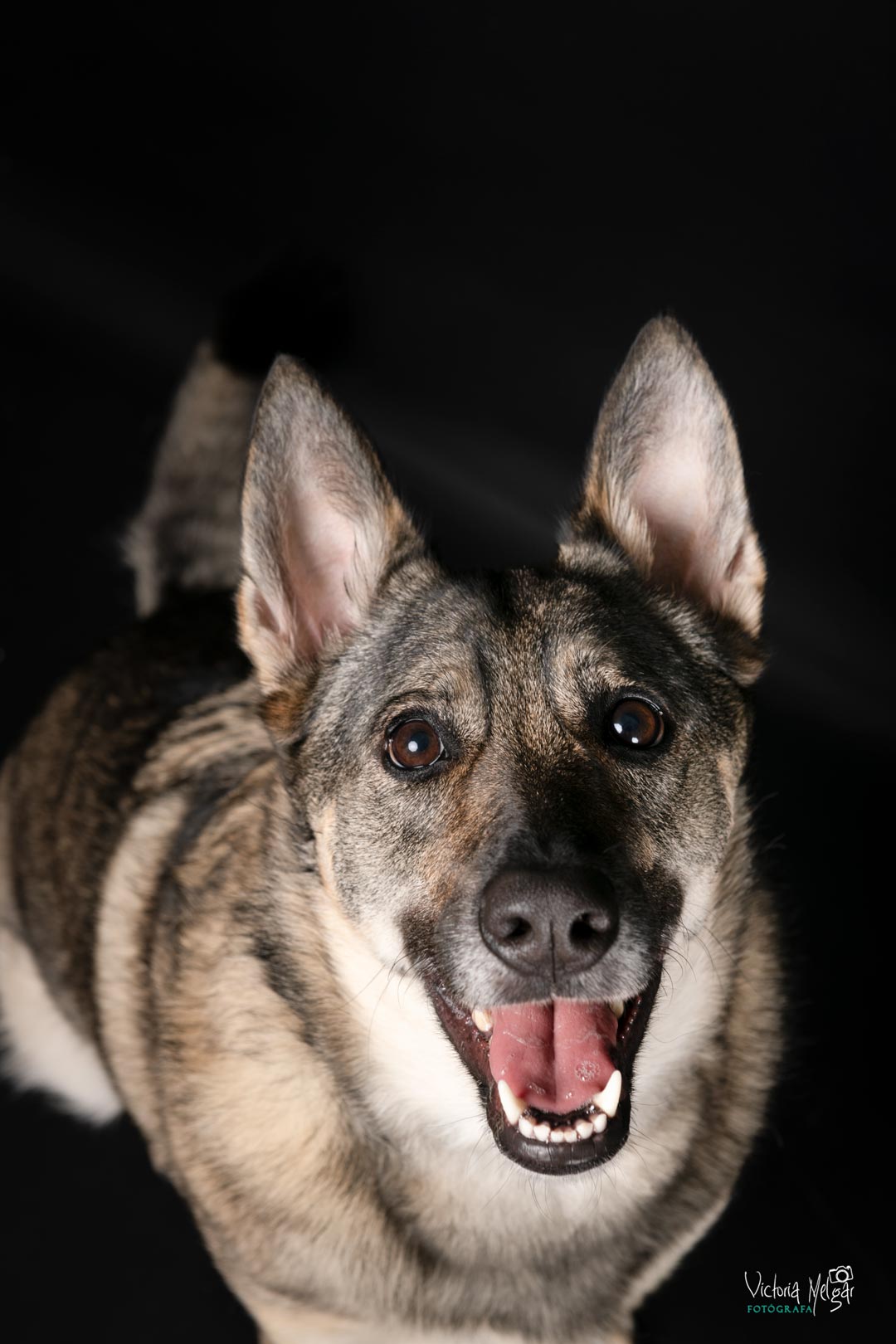 Kira reportaje de mascota victoria melgar reportajes de mascotas en Valladolid