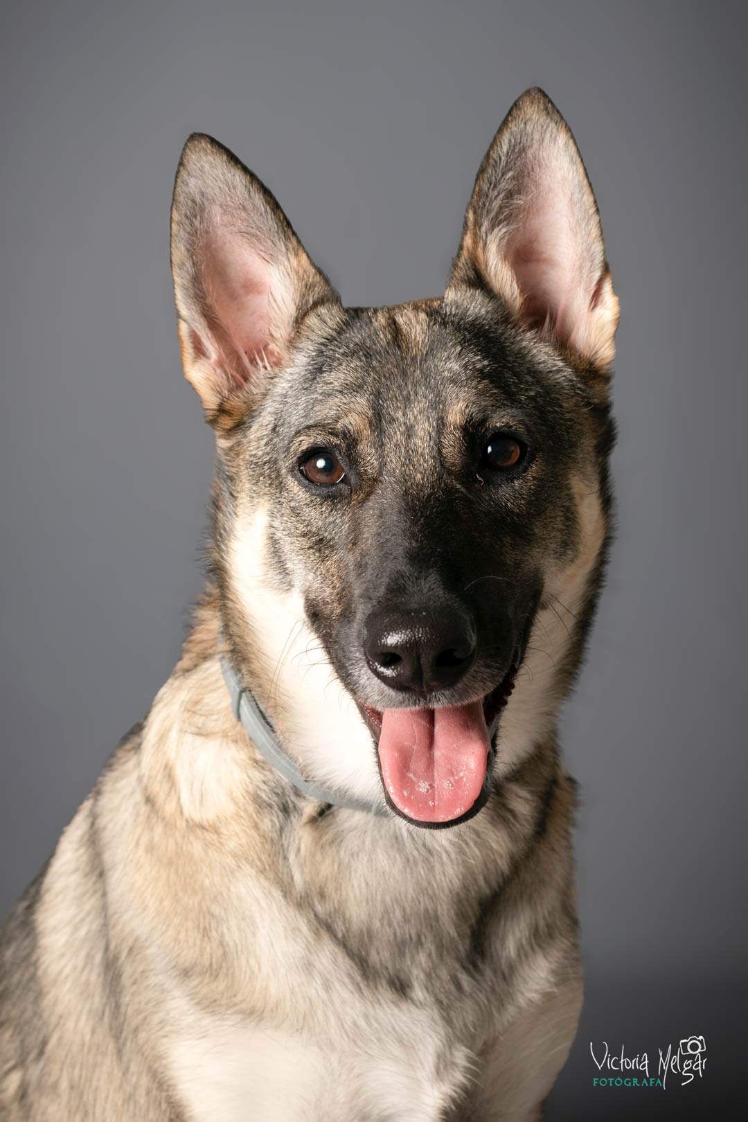 Kira reportaje de mascota victoria melgar reportajes de mascotas en Valladolid