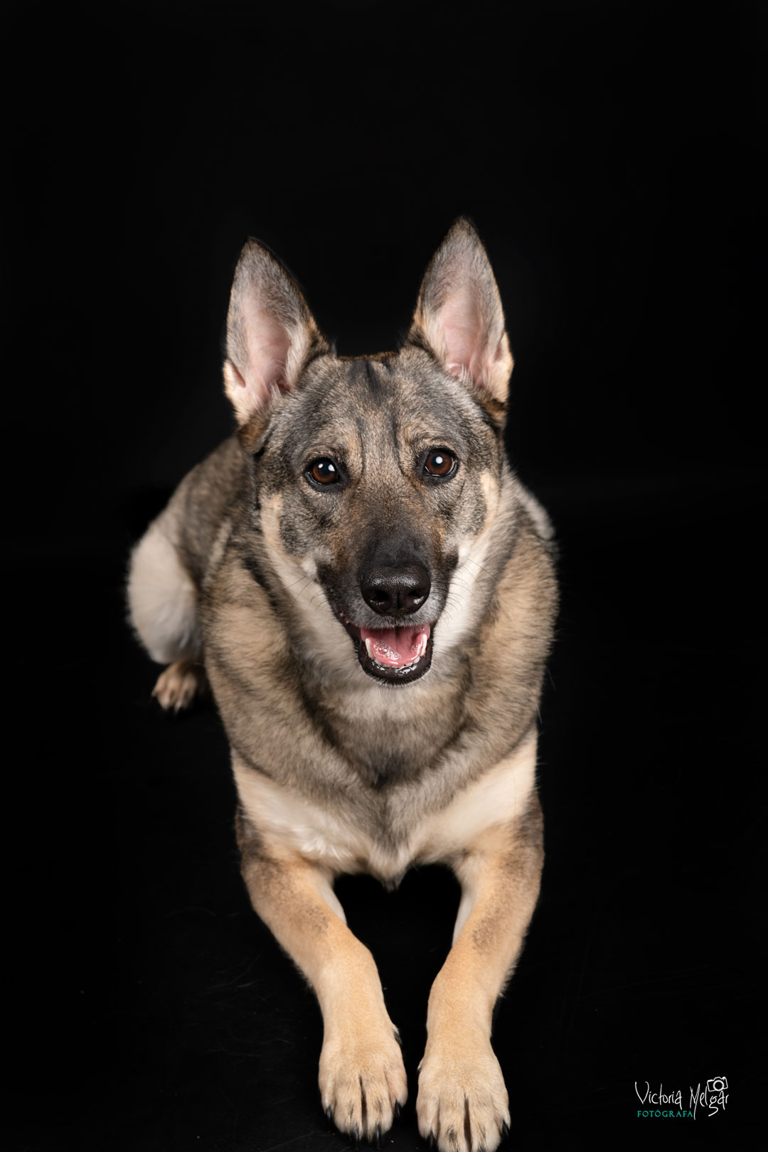 Kira reportaje de mascota victoria melgar reportajes de mascotas en Valladolid