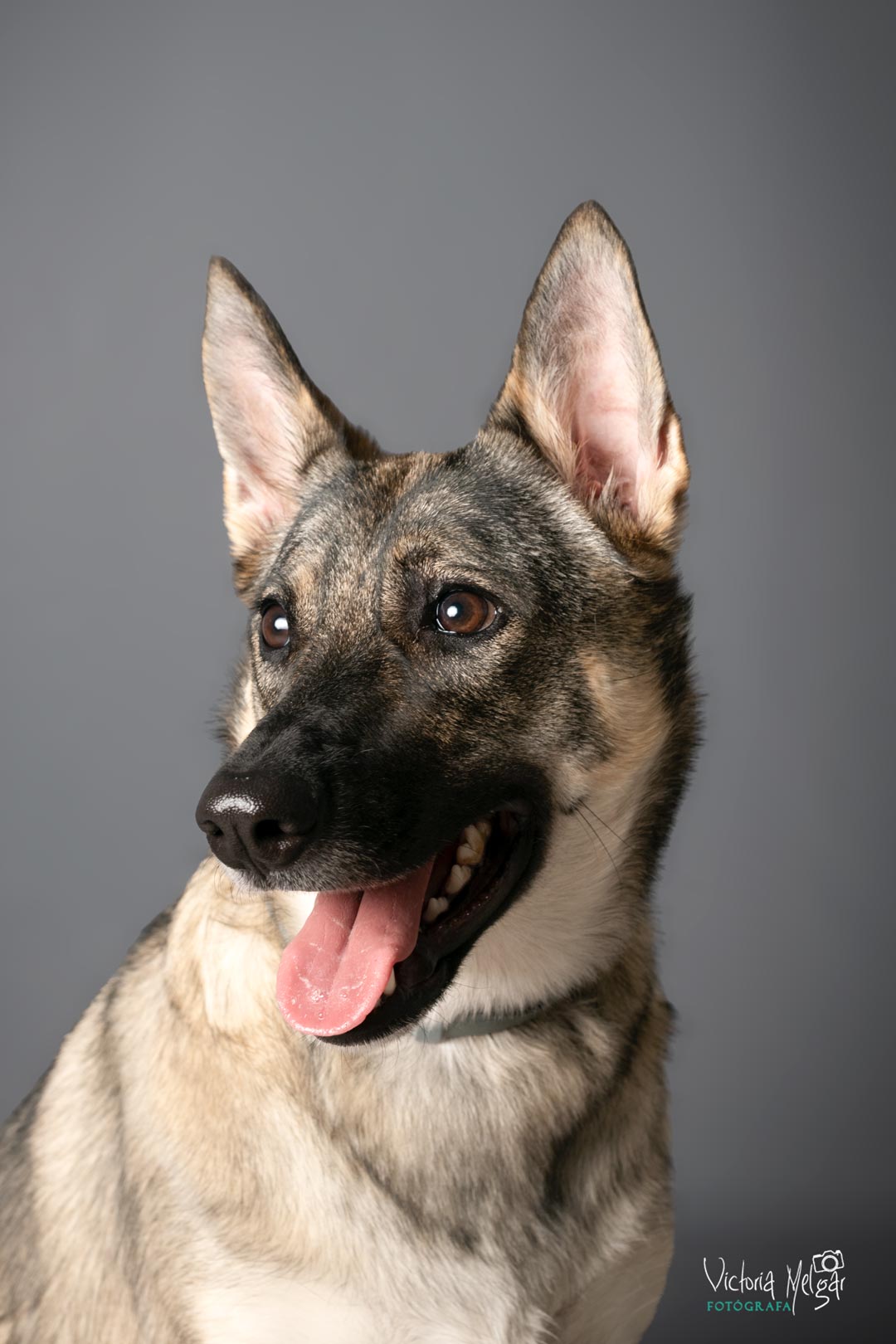 Kira reportaje de mascota victoria melgar reportajes de mascotas en Valladolid