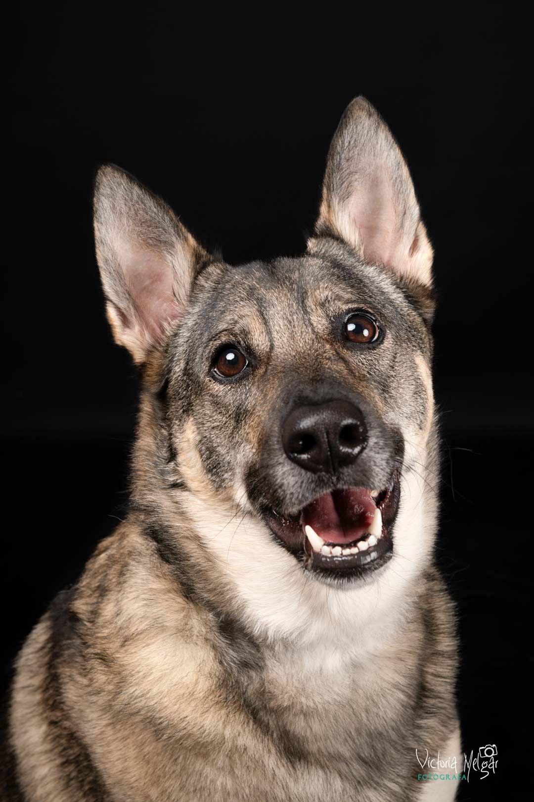 Kira reportaje de mascota victoria melgar reportajes de mascotas en Valladolid