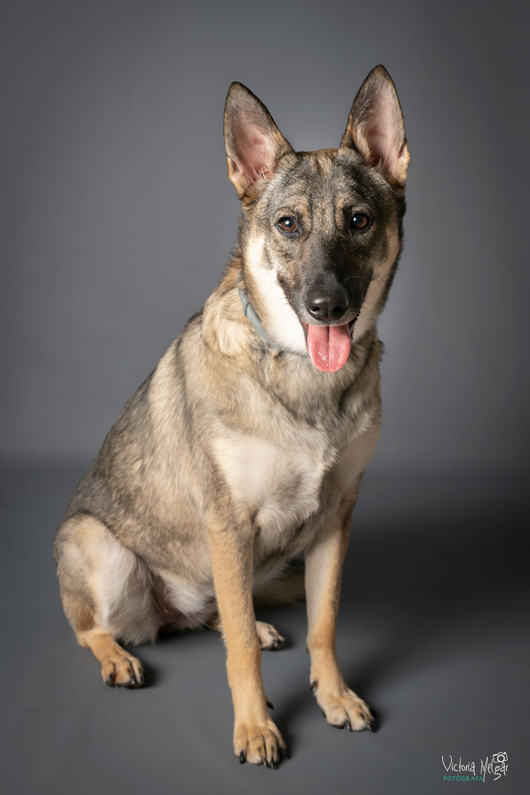 Kira reportaje de mascota victoria melgar reportajes de mascotas en Valladolid