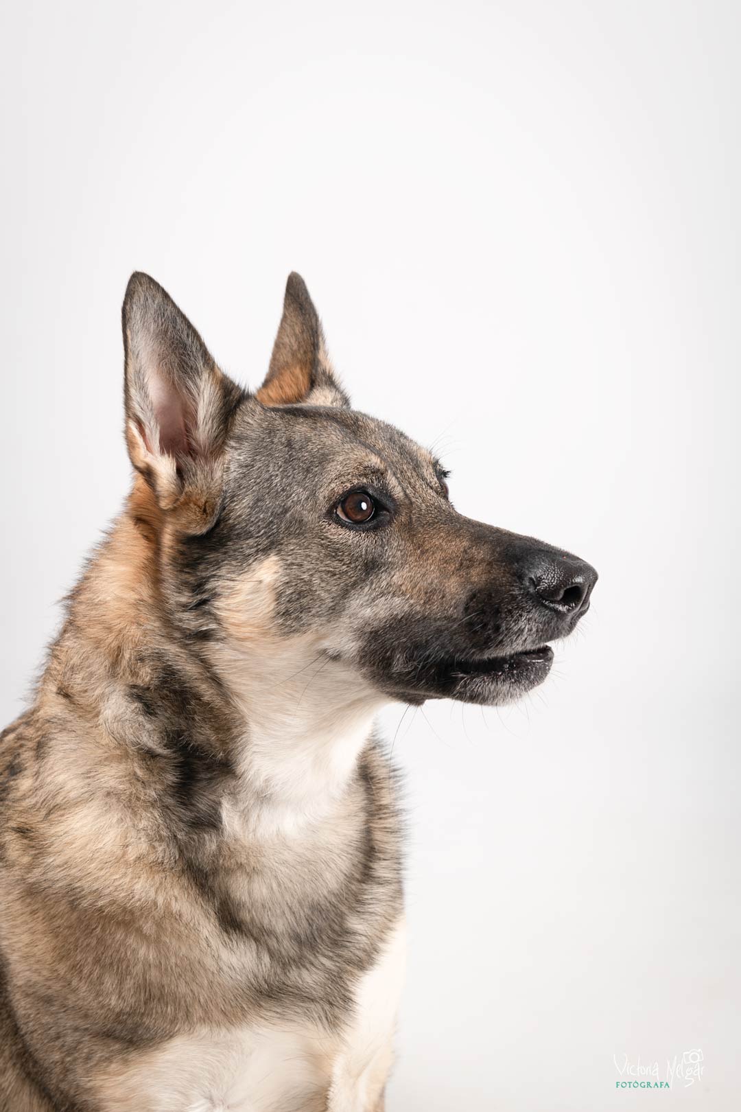 Kira reportaje de mascota victoria melgar reportajes de mascotas en Valladolid