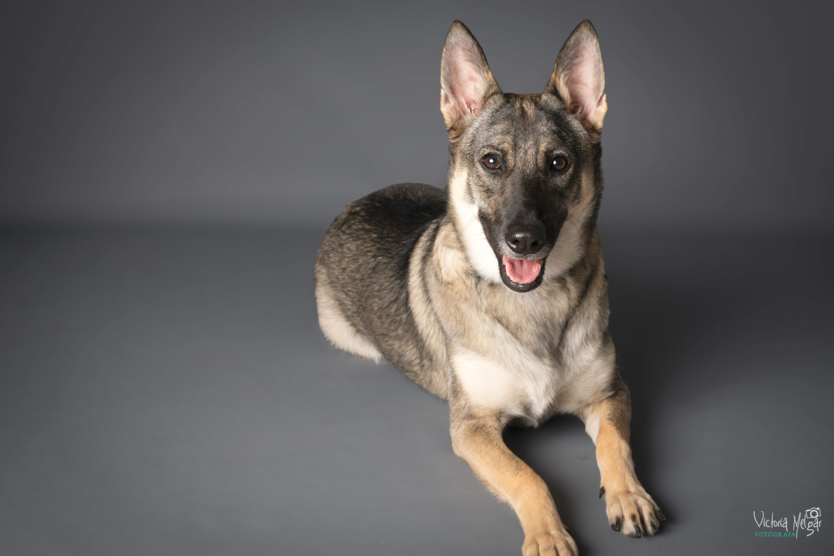 Kira reportaje de mascota victoria melgar reportajes de mascotas en Valladolid