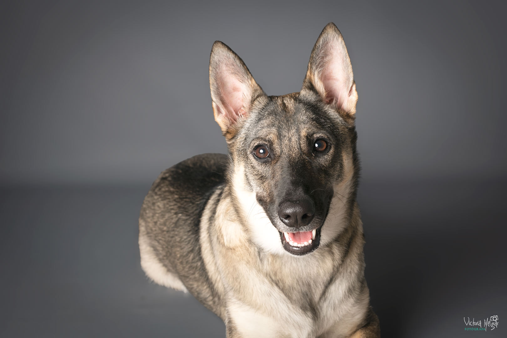 Kira reportaje de mascota victoria melgar reportajes de mascotas en Valladolid
