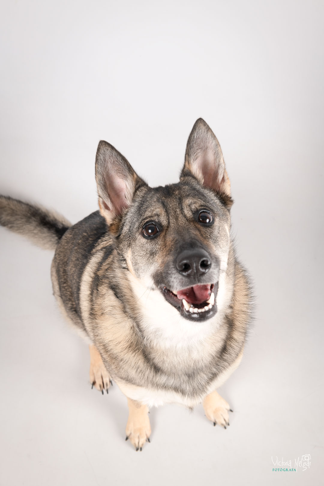 Kira reportaje de mascota victoria melgar reportajes de mascotas en Valladolid