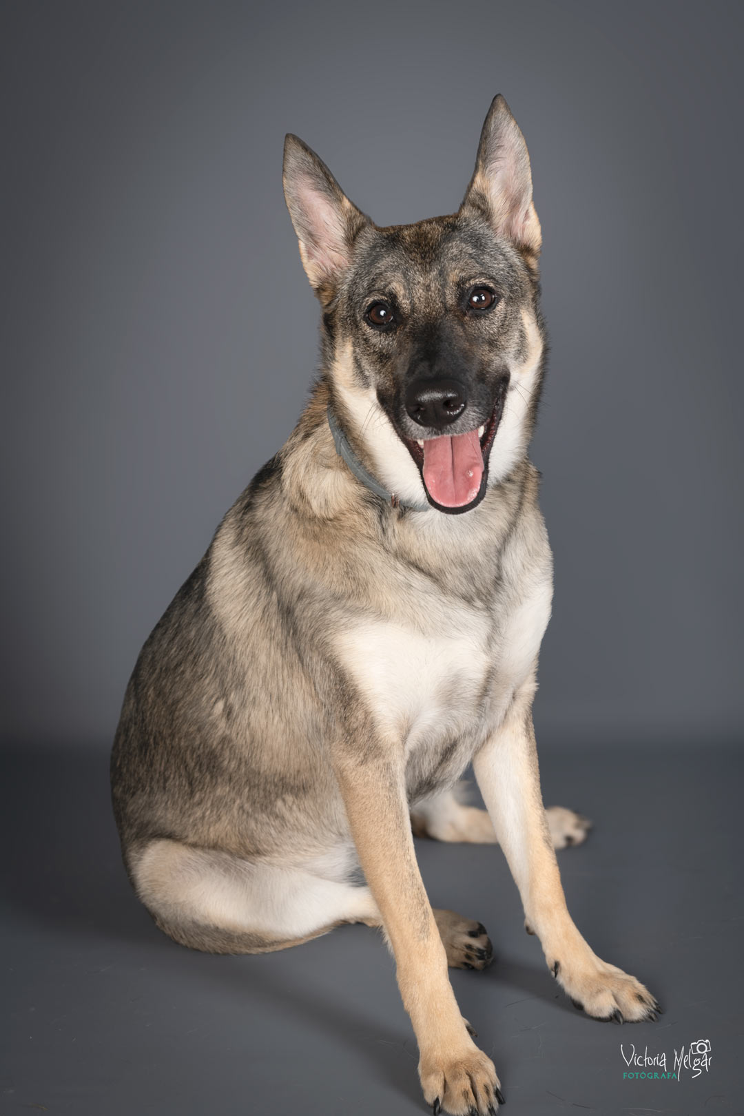 Kira reportaje de mascota victoria melgar reportajes de mascotas en Valladolid