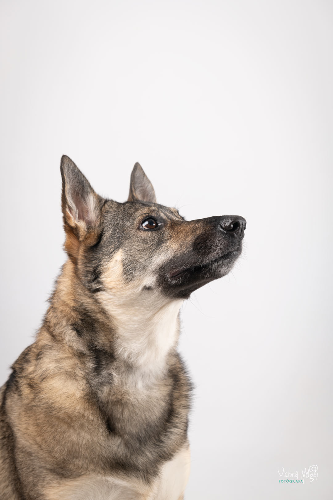 Kira reportaje de mascota victoria melgar reportajes de mascotas en Valladolid