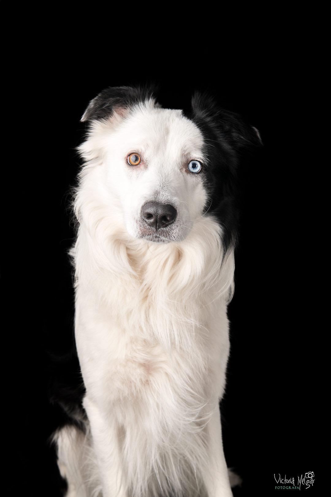 Locky reportaje de mascota victoria melgar reportajes de mascotas en Valladolid