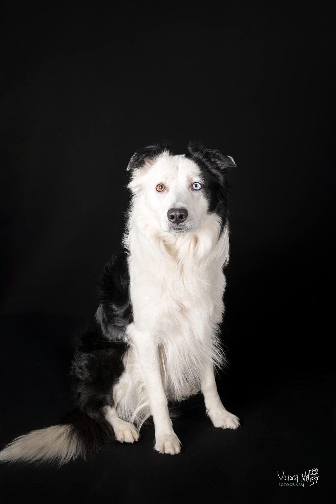 Locky reportaje de mascota victoria melgar reportajes de mascotas en Valladolid