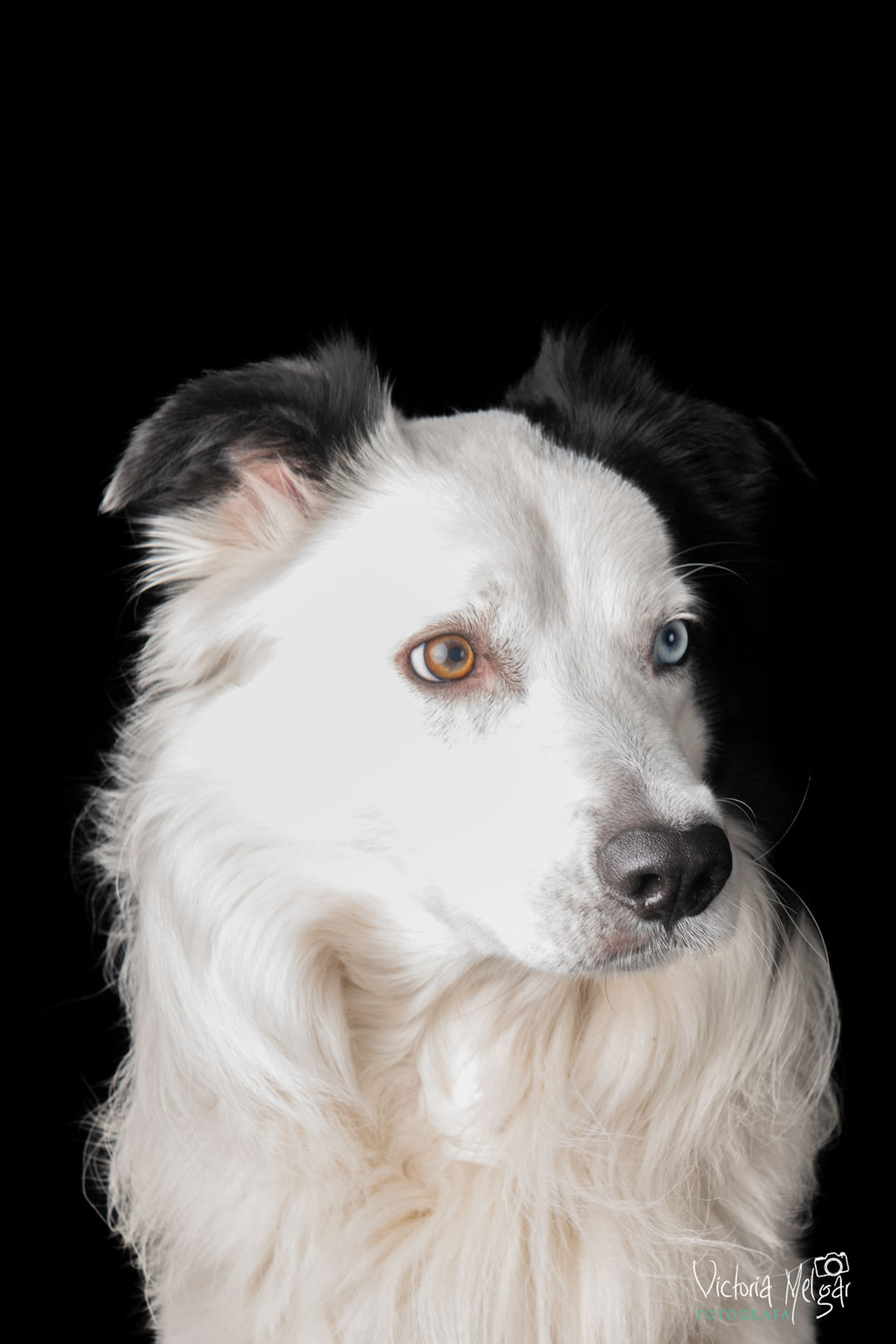 Locky reportaje de mascota victoria melgar reportajes de mascotas en Valladolid