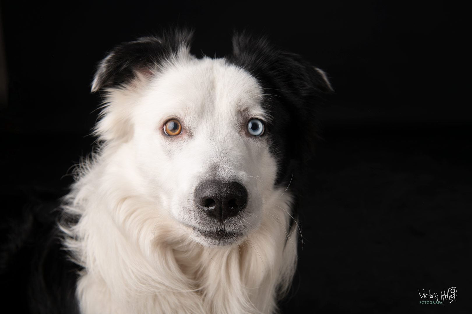 Locky reportaje de mascota victoria melgar reportajes de mascotas en Valladolid