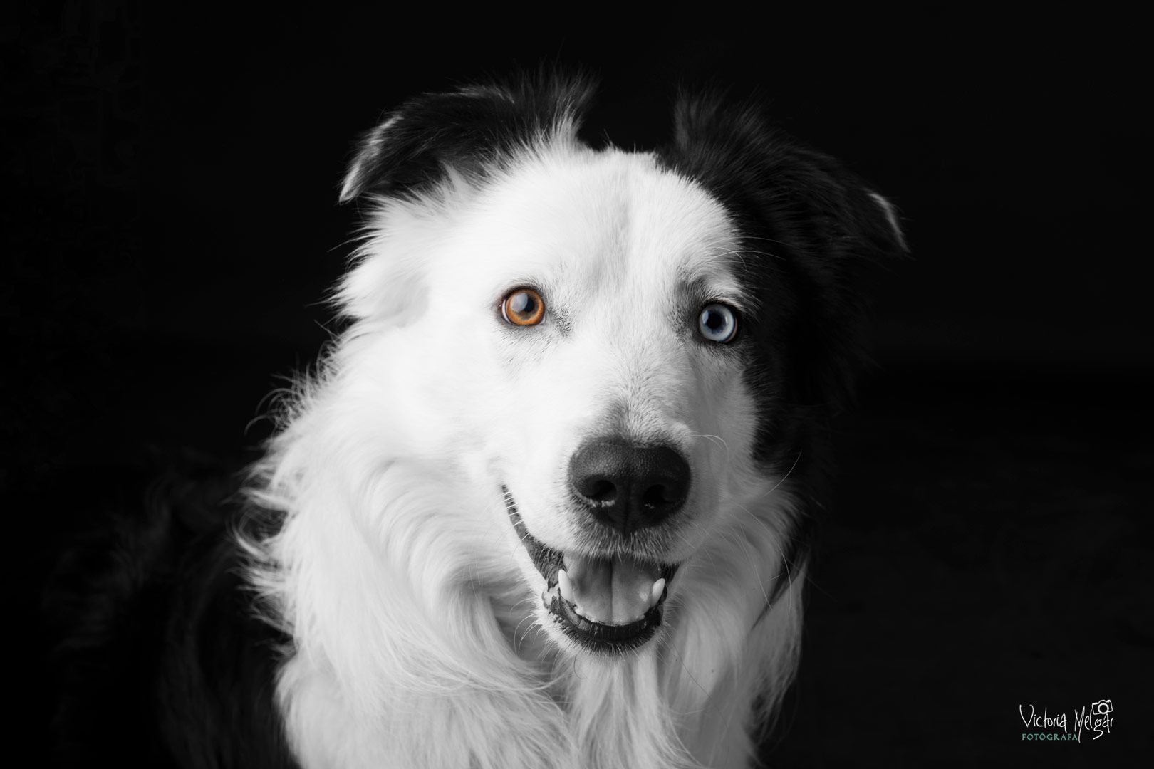 Locky reportaje de mascota victoria melgar reportajes de mascotas en Valladolid