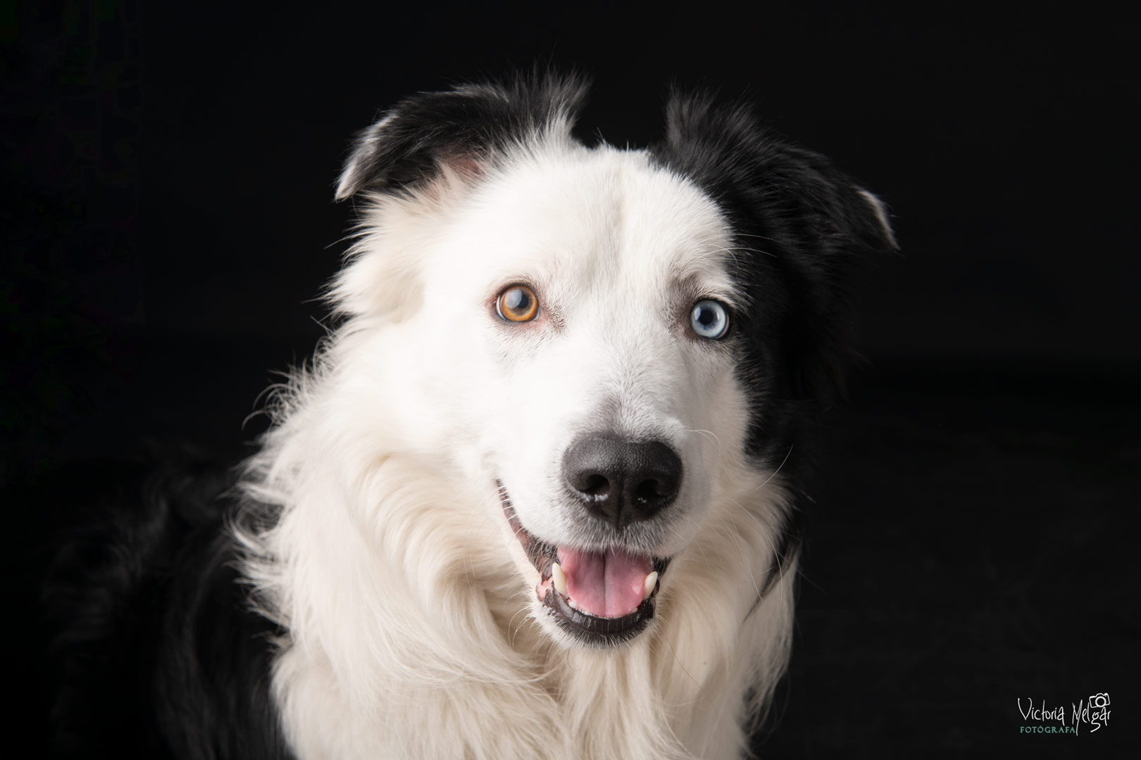Locky reportaje de mascota victoria melgar reportajes de mascotas en Valladolid