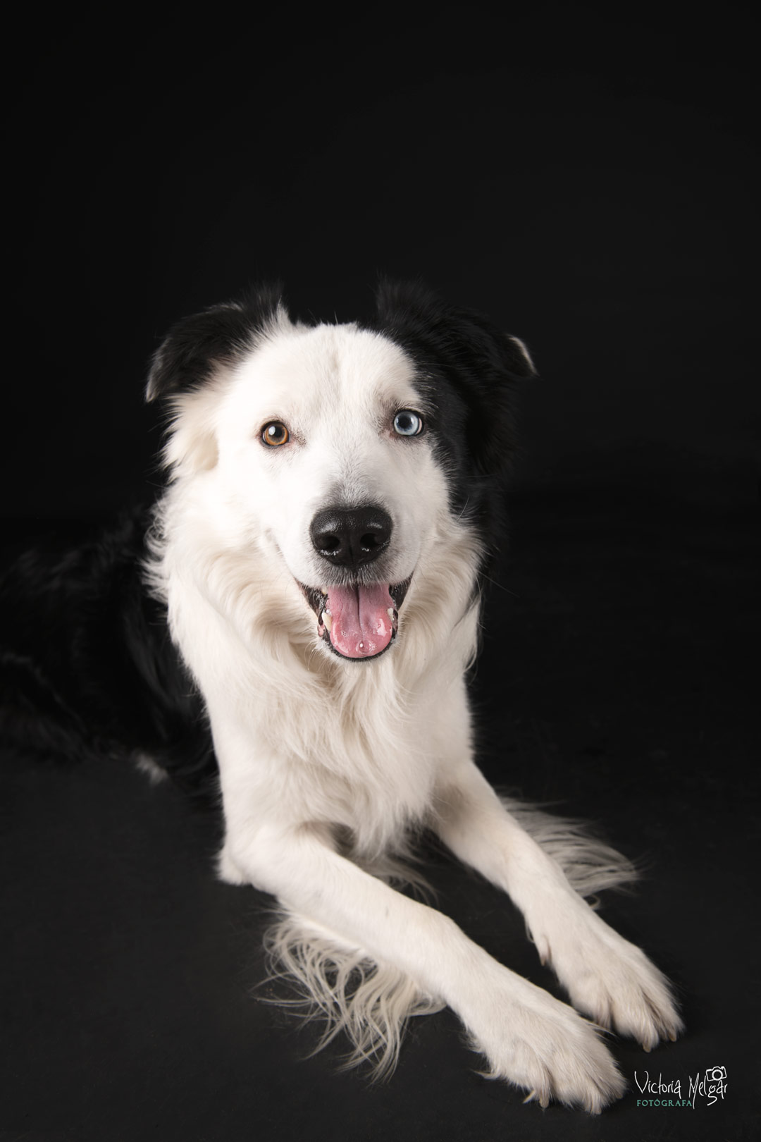 Locky reportaje de mascota victoria melgar reportajes de mascotas en Valladolid