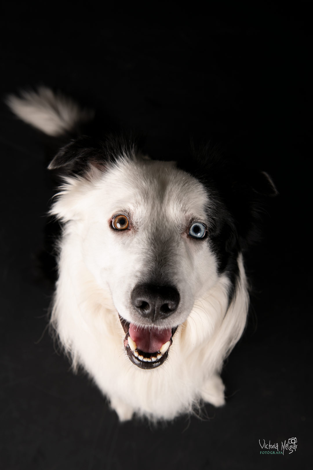 Locky reportaje de mascota victoria melgar reportajes de mascotas en Valladolid