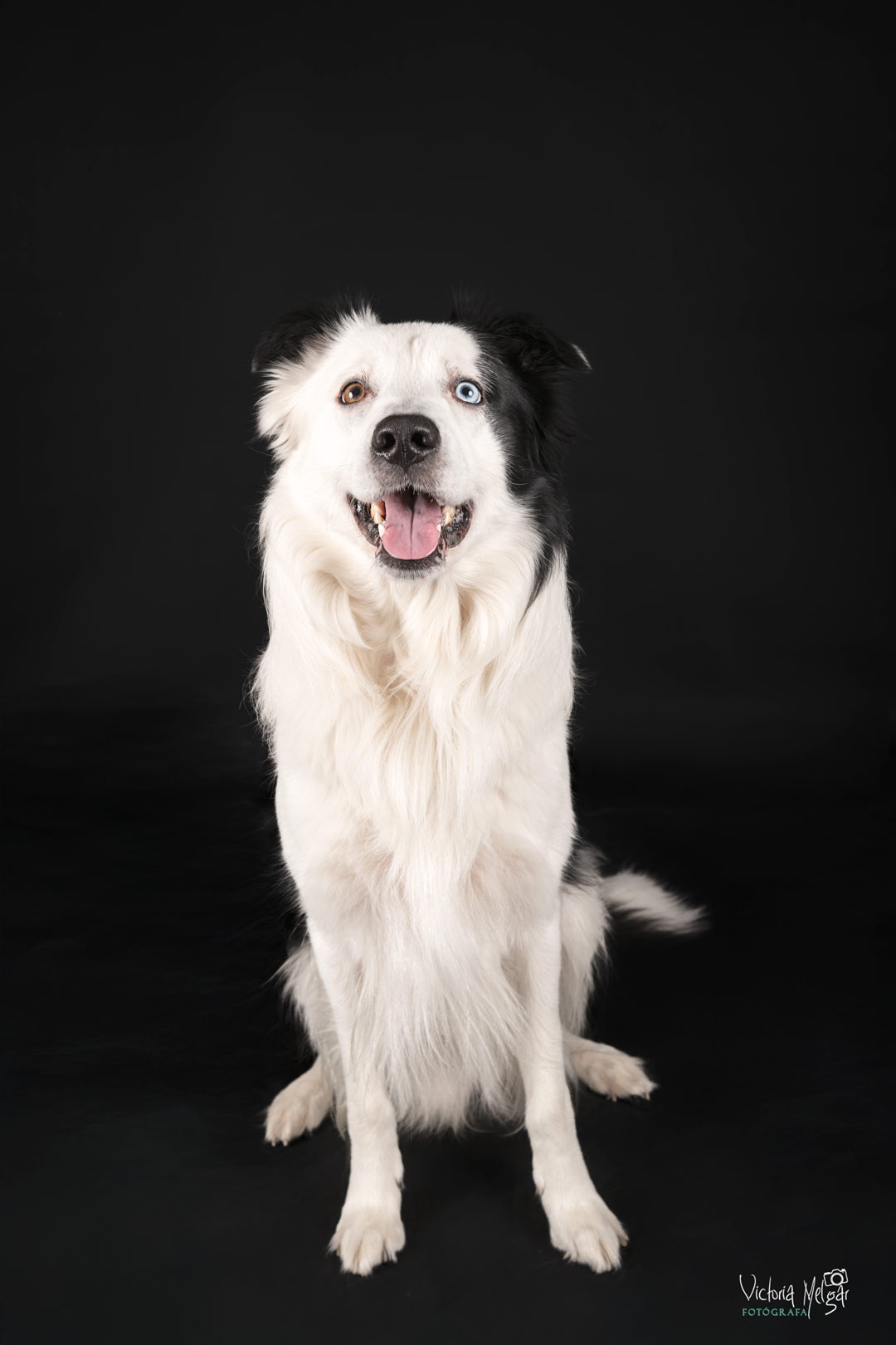 Locky reportaje de mascota victoria melgar reportajes de mascotas en Valladolid
