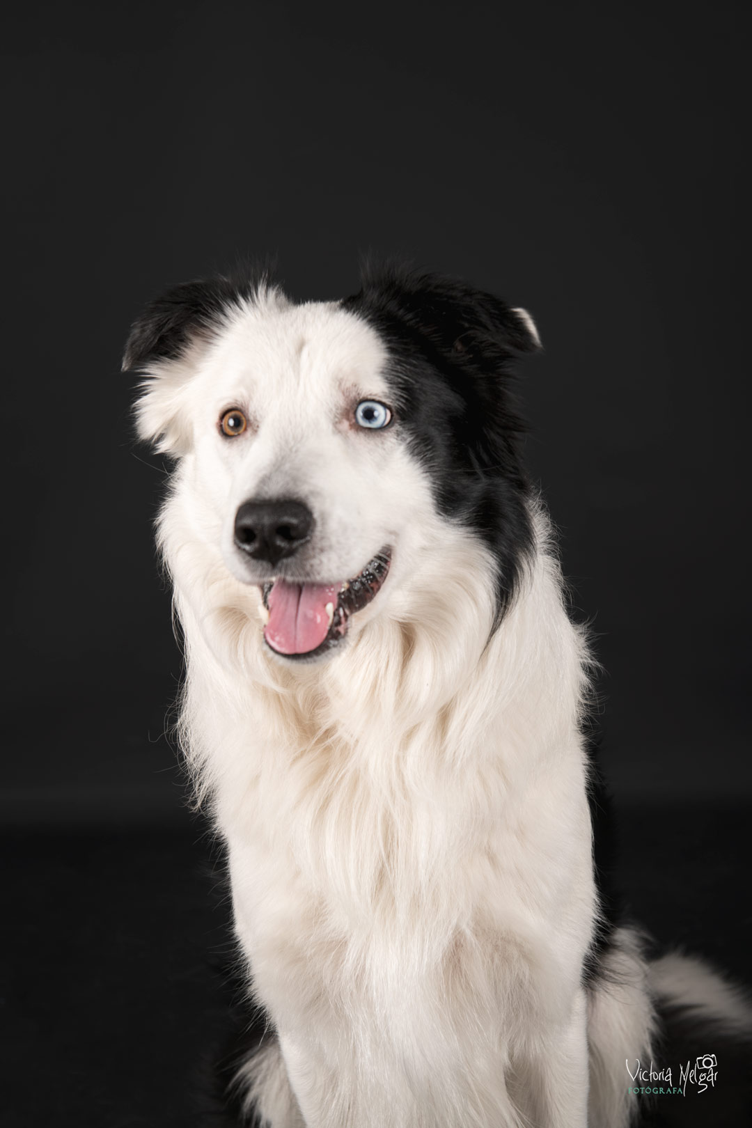 Locky reportaje de mascota victoria melgar reportajes de mascotas en Valladolid
