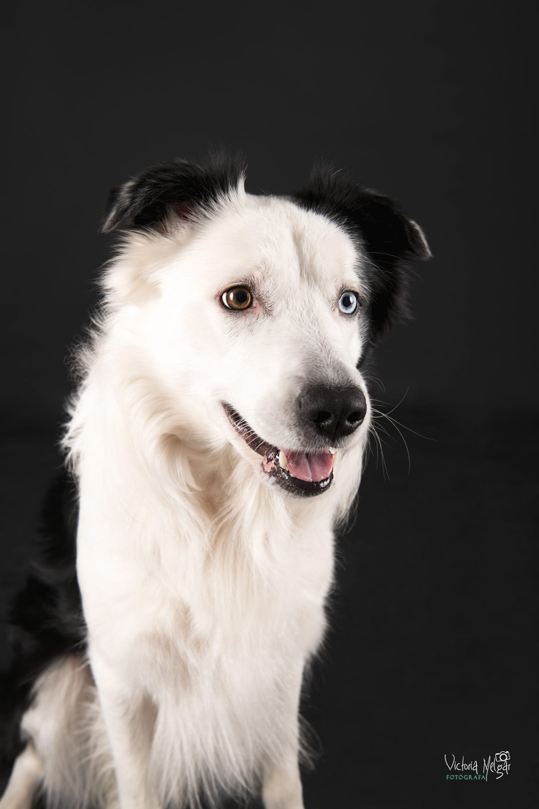 Locky reportaje de mascota victoria melgar reportajes de mascotas en Valladolid