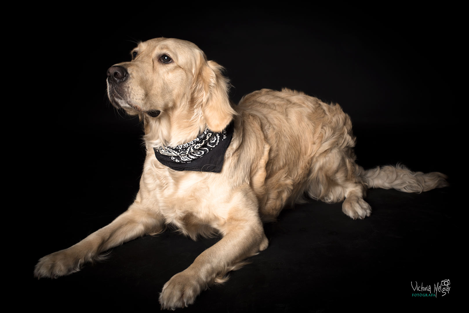 Uma reportaje de mascota victoria melgar reportajes de mascotas en Valladolid