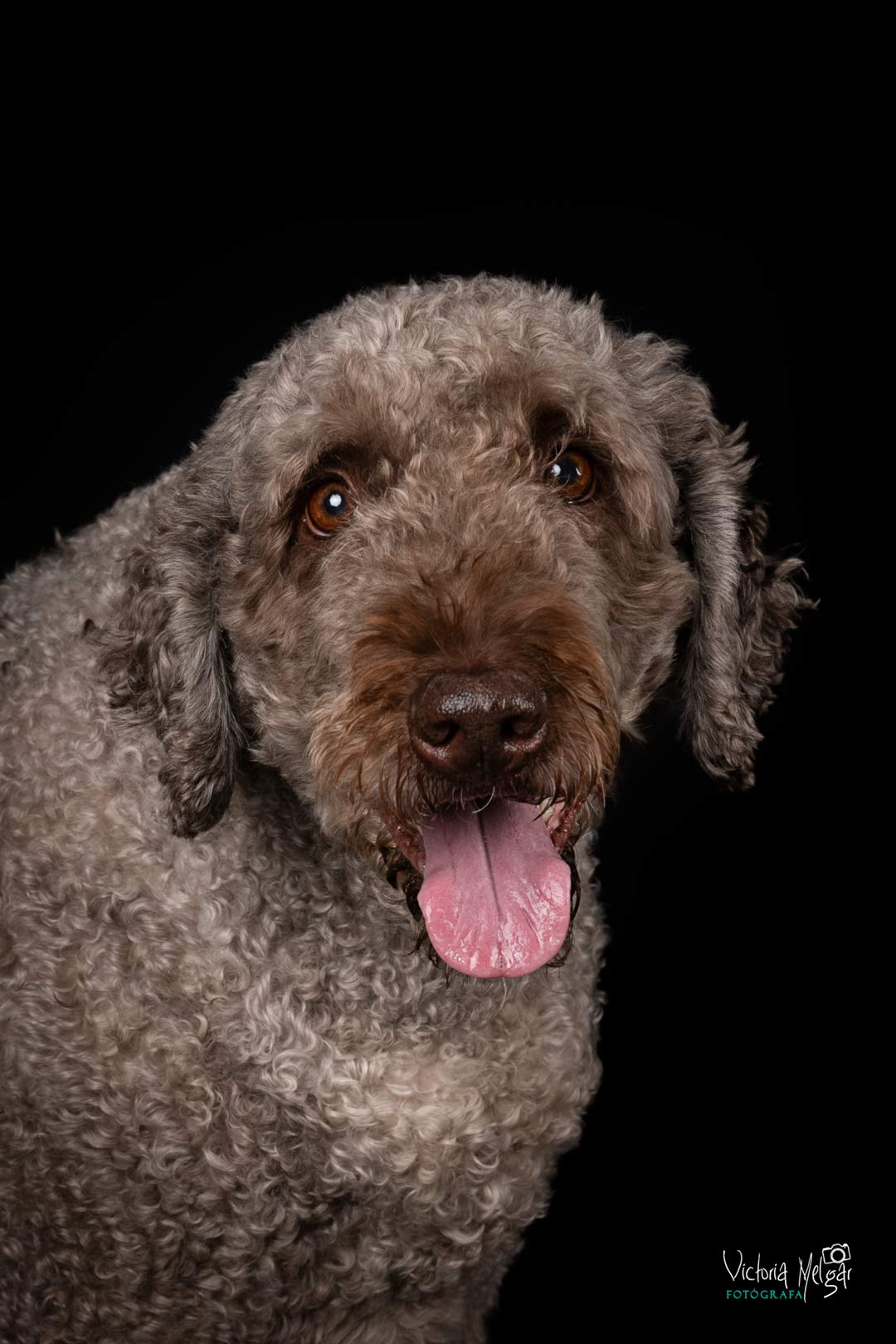 Veider reportaje de mascota victoria melgar reportajes de mascotas en Valladolid